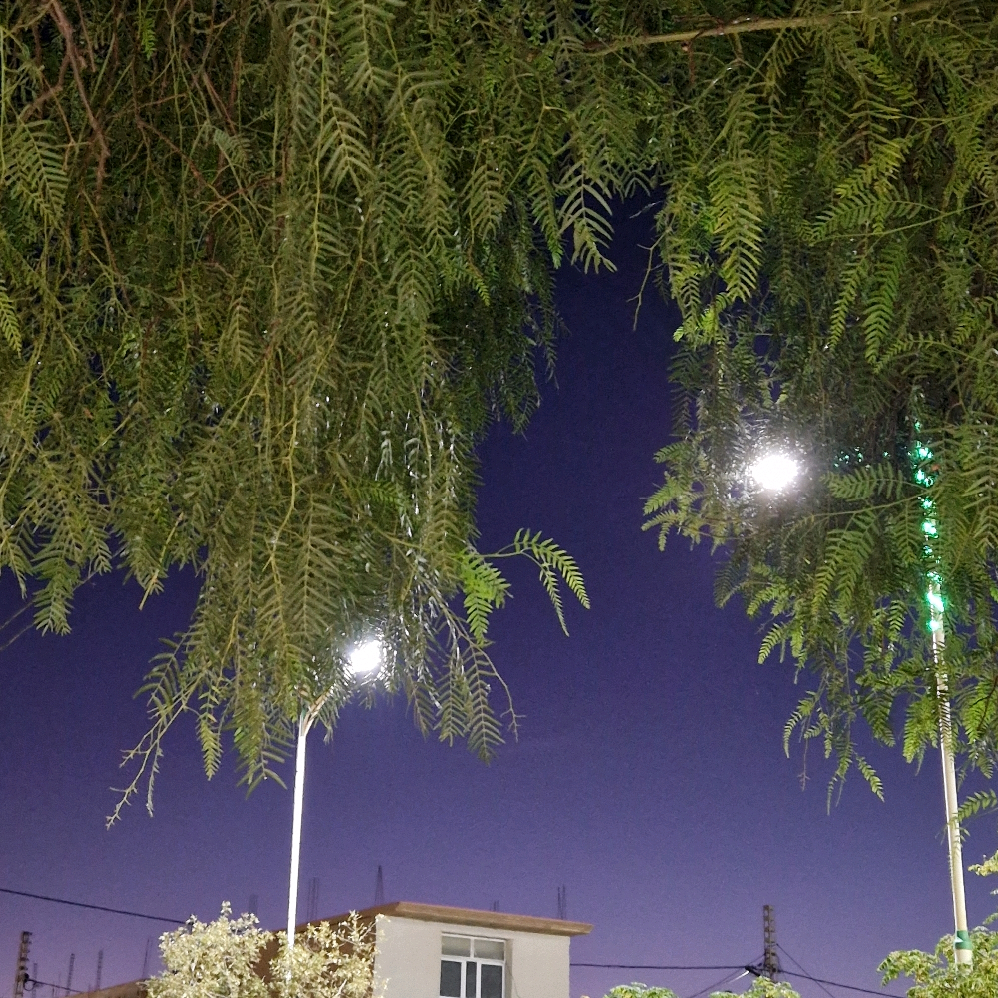 The image depicts a nighttime scene in Makman Ben Ammar, Algeria, dominated by the dense, feathery foliage of trees hanging from above. The sky is a deep, dusky purple, suggesting twilight or night. Two tall, slender lampposts are visible, one on the left and another on the right, each topped with a bright light illuminating the surrounding branches. The lamppost on the right also has a strip of green lights running down its pole. Below the trees, the upper portion of a building with a white facade and a brown roofline is visible, featuring a prominent window. In the foreground and bottom of the image, more greenery from other trees and some power lines are present. The overall atmosphere is serene and illuminated by artificial light against the dark sky.