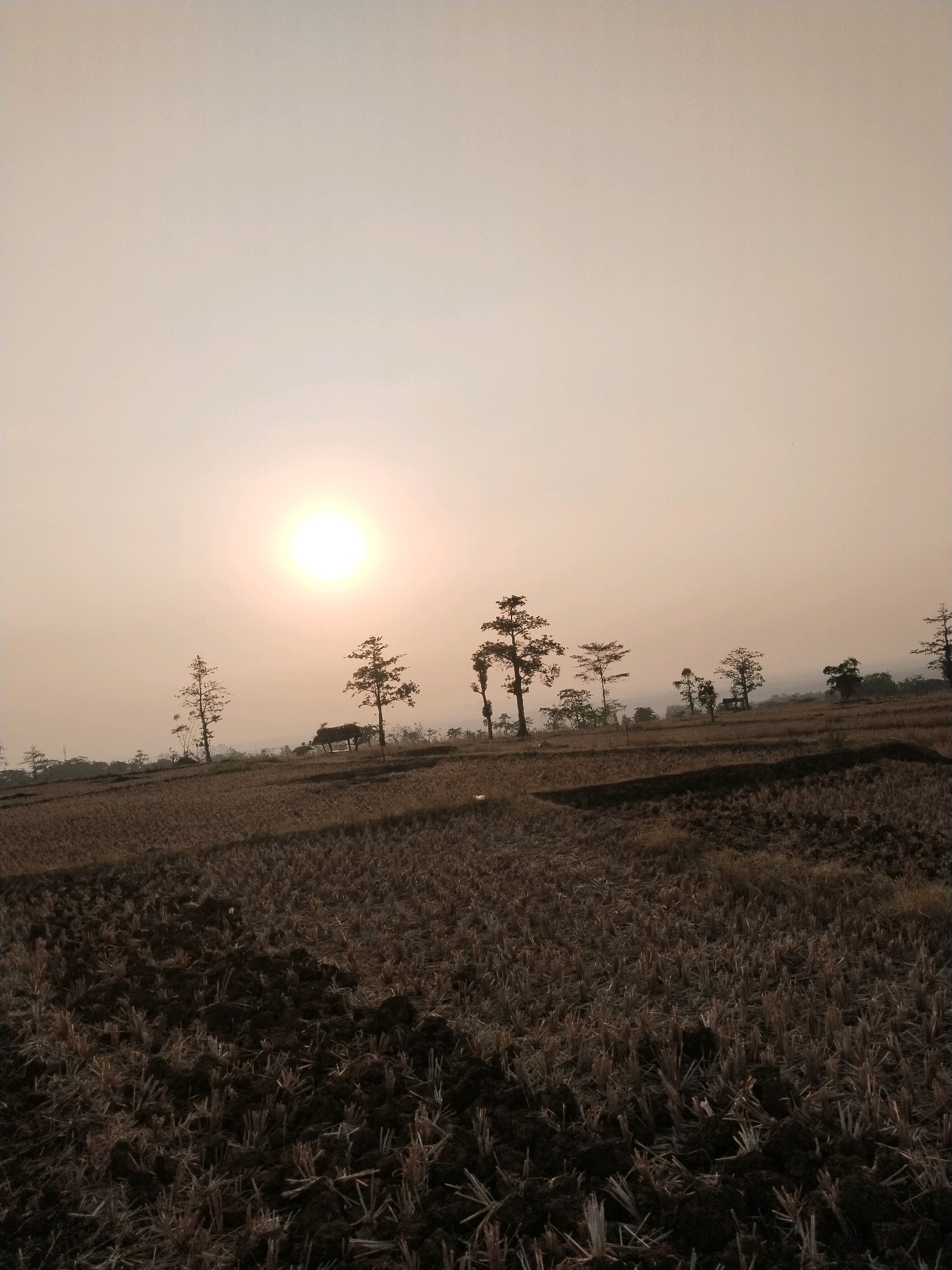The image depicts a rural landscape at sunset. The sun is a bright, slightly diffused orb in the upper left quadrant of the sky, casting a warm, hazy glow. The foreground consists of a field that appears to have been recently harvested, with stubble and dark soil visible. Several trees are scattered across the middle ground, varying in height and density, with some appearing bare or sparsely leaved. In the distance, a small, thatched-roof structure, possibly a hut or shelter, is visible nestled among the trees. The terrain appears somewhat uneven, with rolling hills or undulations in the background, shrouded in atmospheric haze. The overall color palette is dominated by muted earth tones, oranges, and pale yellows, characteristic of a sunset. The scene suggests a tranquil, agrarian environment, consistent with the rural setting of Sesepan, Indonesia. There are no people or animals clearly discernible in the image.