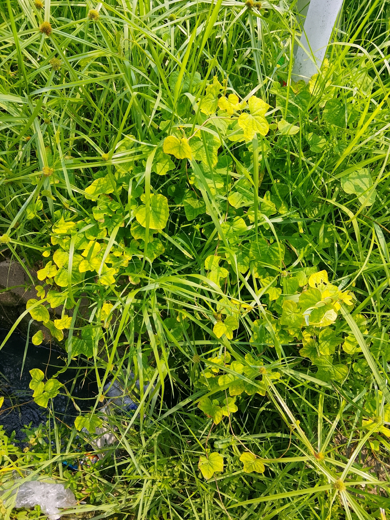 The image is a close-up, overhead shot of lush green vegetation, with a focus on a patch of broad, heart-shaped leaves interspersed with tall, thin blades of grass. The leaves are a vibrant lime green, with some showing signs of yellowing, suggesting they are young or receiving ample sunlight. The grass appears somewhat wild and unkempt, with some stalks drooping and others standing upright. In the lower-left quadrant, there is evidence of litter, including a crumpled plastic bag and other debris, partially obscured by the greenery. A vertical, pale gray cylindrical object, possibly a pole or pipe, is visible on the right side of the frame, also surrounded by grass. The scene suggests an outdoor environment, likely a natural or semi-natural area within the city of Padang, Indonesia, where such vegetation and occasional litter are common.