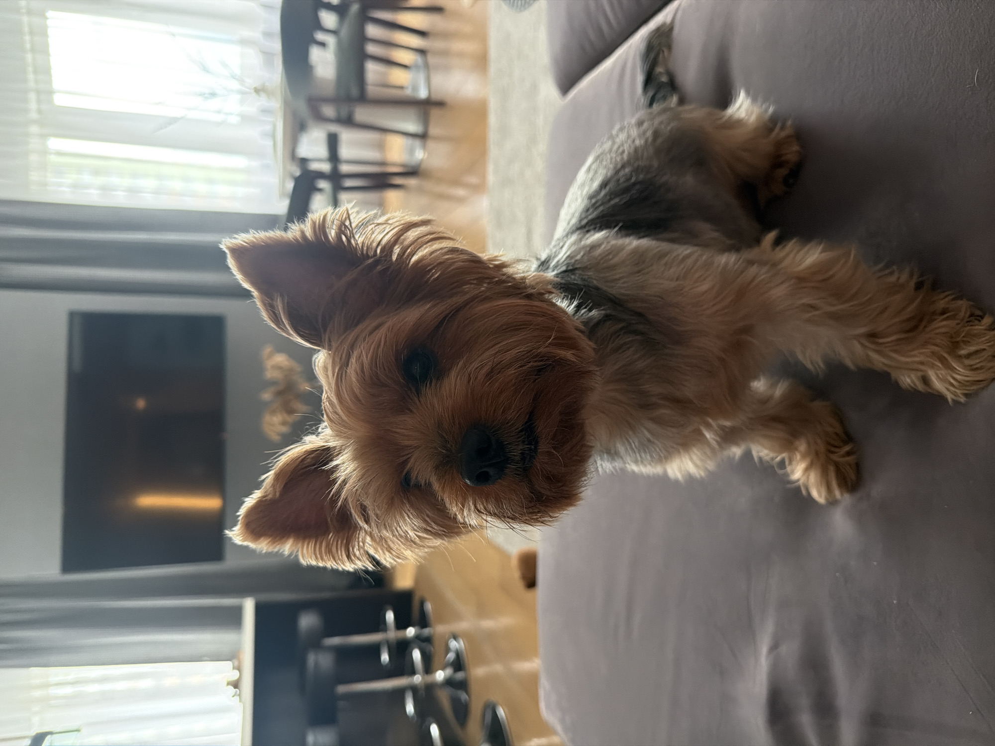 A small, brown and grey Yorkshire Terrier dog sits on a dark grey couch in an indoor living room. The dog is facing forward, with its head tilted slightly to the left, and its ears are perked up. Its fur is somewhat unkempt. The background shows a living room with wooden floors, a large television mounted on a wall, and sheer white curtains covering windows. In the further background, a dining table with chairs and high stools at a counter are visible. The lighting is natural and appears to be coming from the windows.
