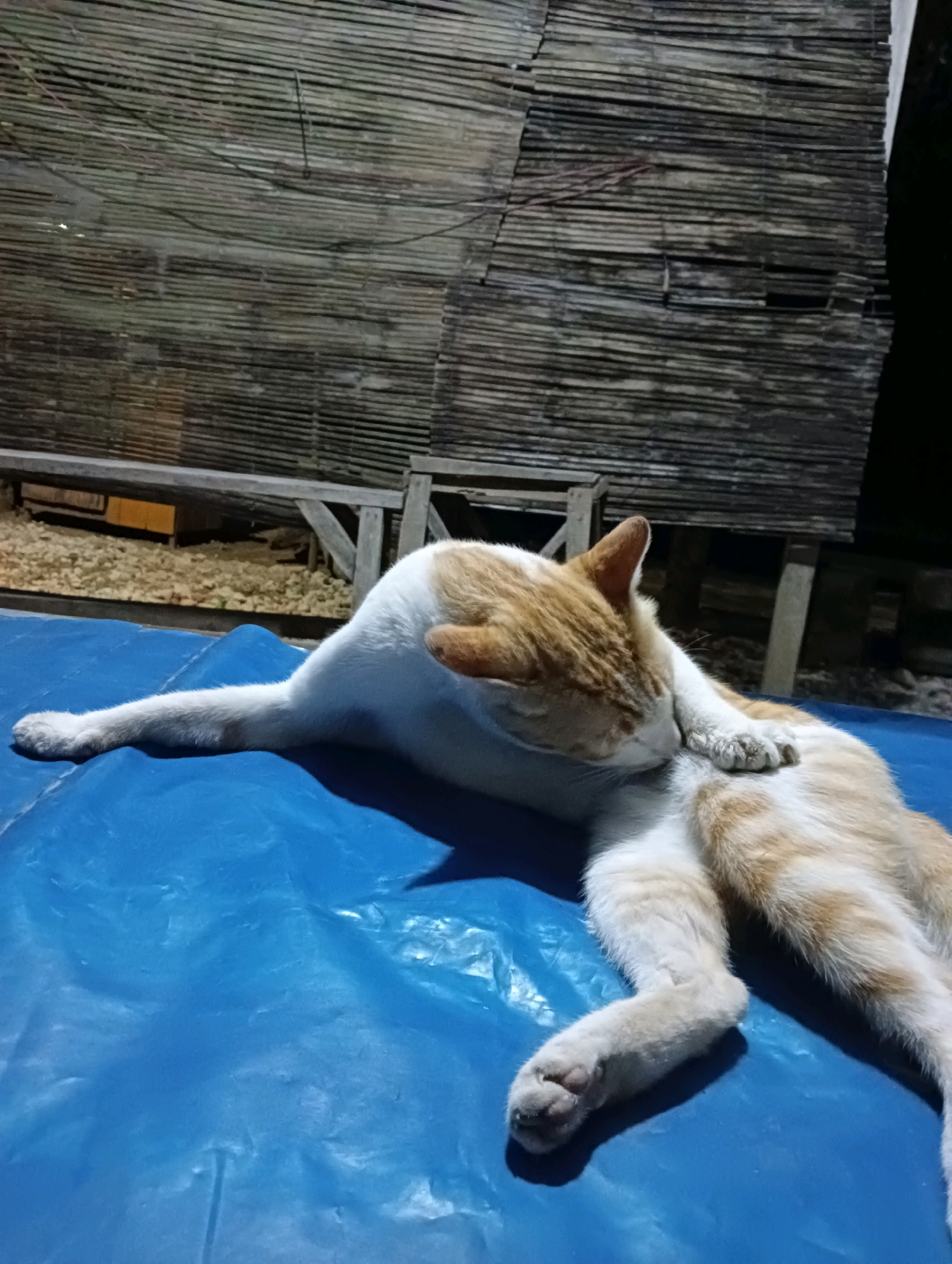 A ginger and white cat is grooming itself while lying on a blue tarp outdoors at night. The cat is positioned with its back towards the camera, and its head is turned to lick its flank. Its body is stretched out, with one hind leg extended. In the background, there is a wall constructed from bamboo poles. Wooden benches and structures are also visible in the background, along with a patch of gravelly ground. The lighting suggests it is nighttime, and the scene appears to be in a rural or semi-outdoor area, possibly a yard or a simple outdoor seating area. The location is identified as Pucakwangi, Indonesia.