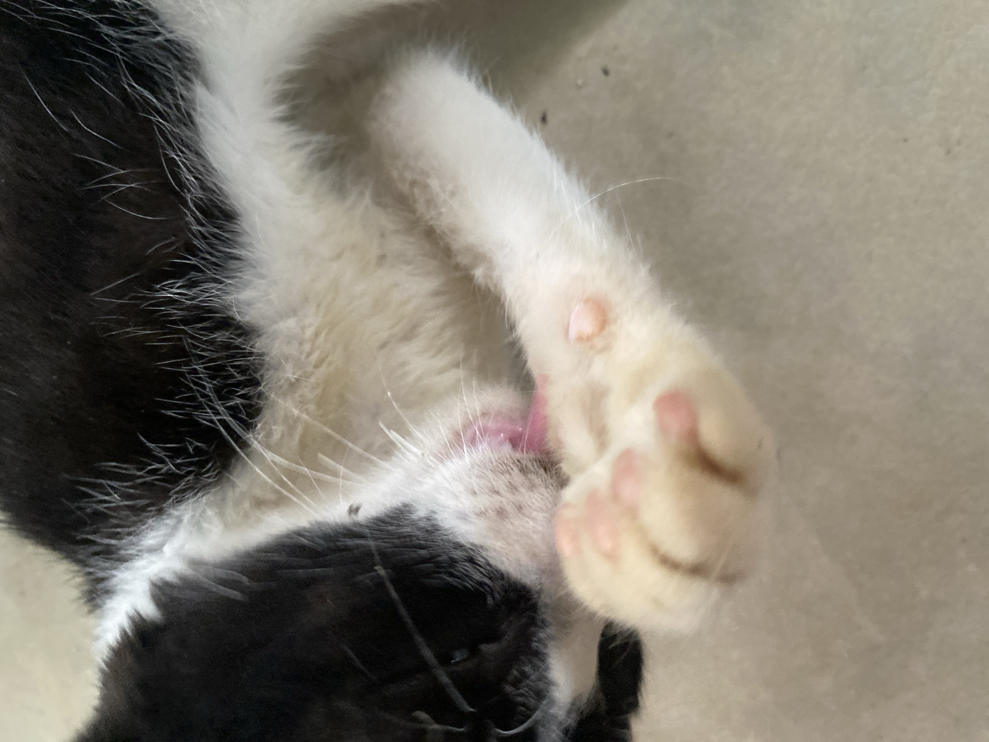 A close-up, high-angle shot depicts a black and white cat. The cat is lying on a light-colored surface, possibly concrete or tile. The cat's fur is a mix of black and white. Its right front paw is raised near its face, with pink paw pads visible. The cat appears to be grooming itself, its pink tongue slightly visible. The location is Tinaquillo, Venezuela.