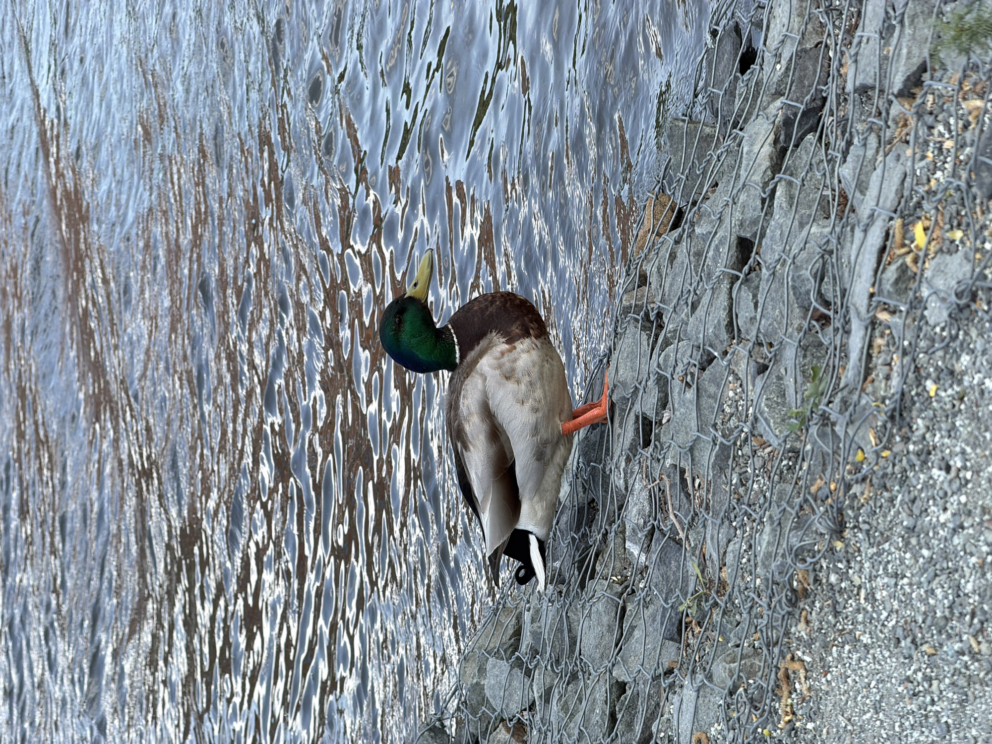 The image shows a male mallard duck standing on rocks covered with wire mesh, next to water. The duck is facing away from the camera, with its head turned back and bill pointing towards its body. The water is rippled and reflects light. The background consists of more rocks and pebbles. The image has been rotated, so the water appears to run vertically. There is no indication of the location being Votkinsk, Russia.
