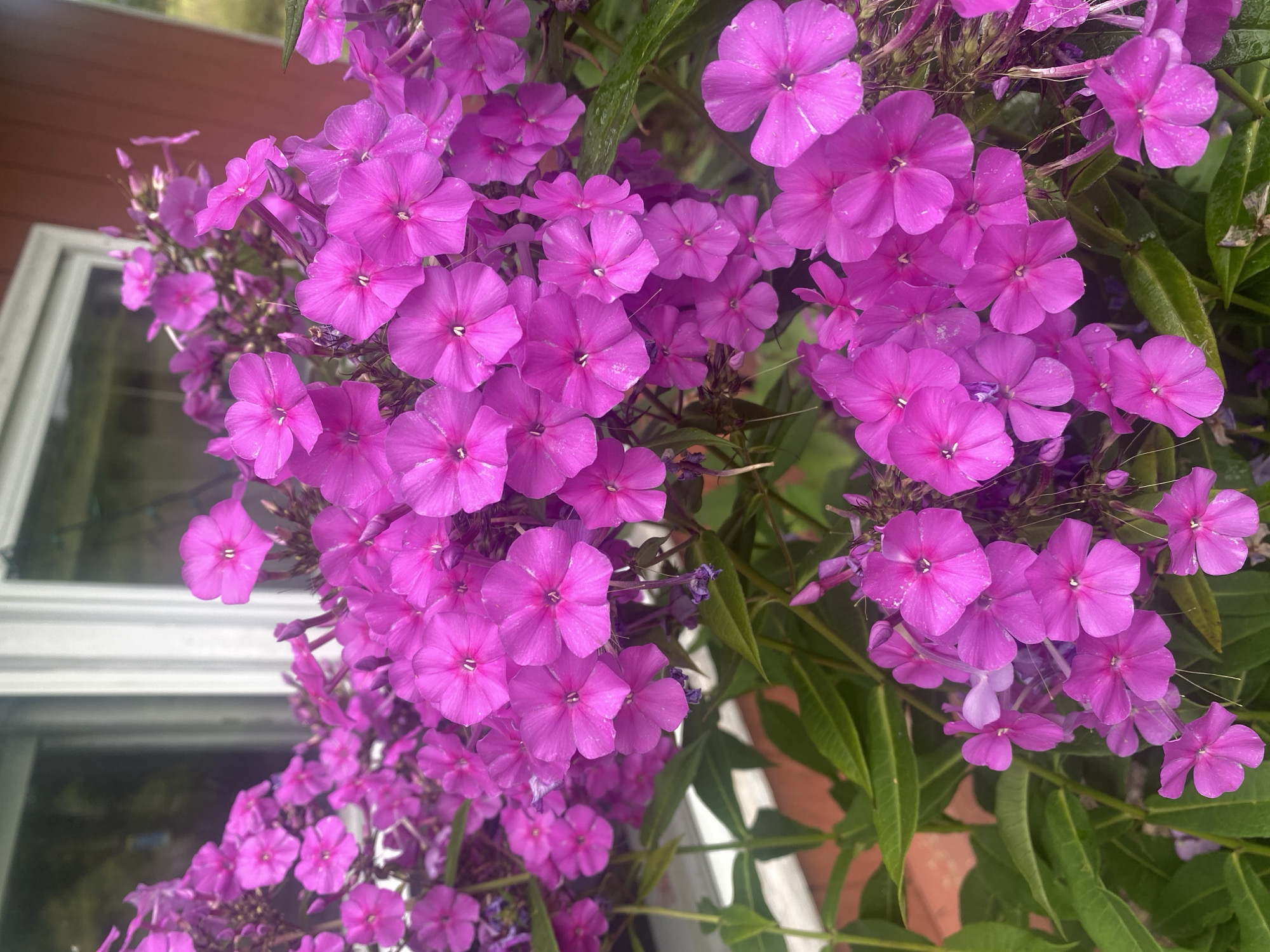 A cluster of vibrant pink phlox flowers are in full bloom, with the blossoms tightly packed on tall stems. The flowers have five petals each and are a bright, saturated pink, with some petals appearing almost magenta. The background shows a portion of a building with red siding and a white-trimmed window, suggesting an outdoor setting, possibly a garden. The environment is green and leafy, with the characteristic foliage of the phlox plant visible beneath the blooms. The image appears to be taken in Pattersonville, United States.