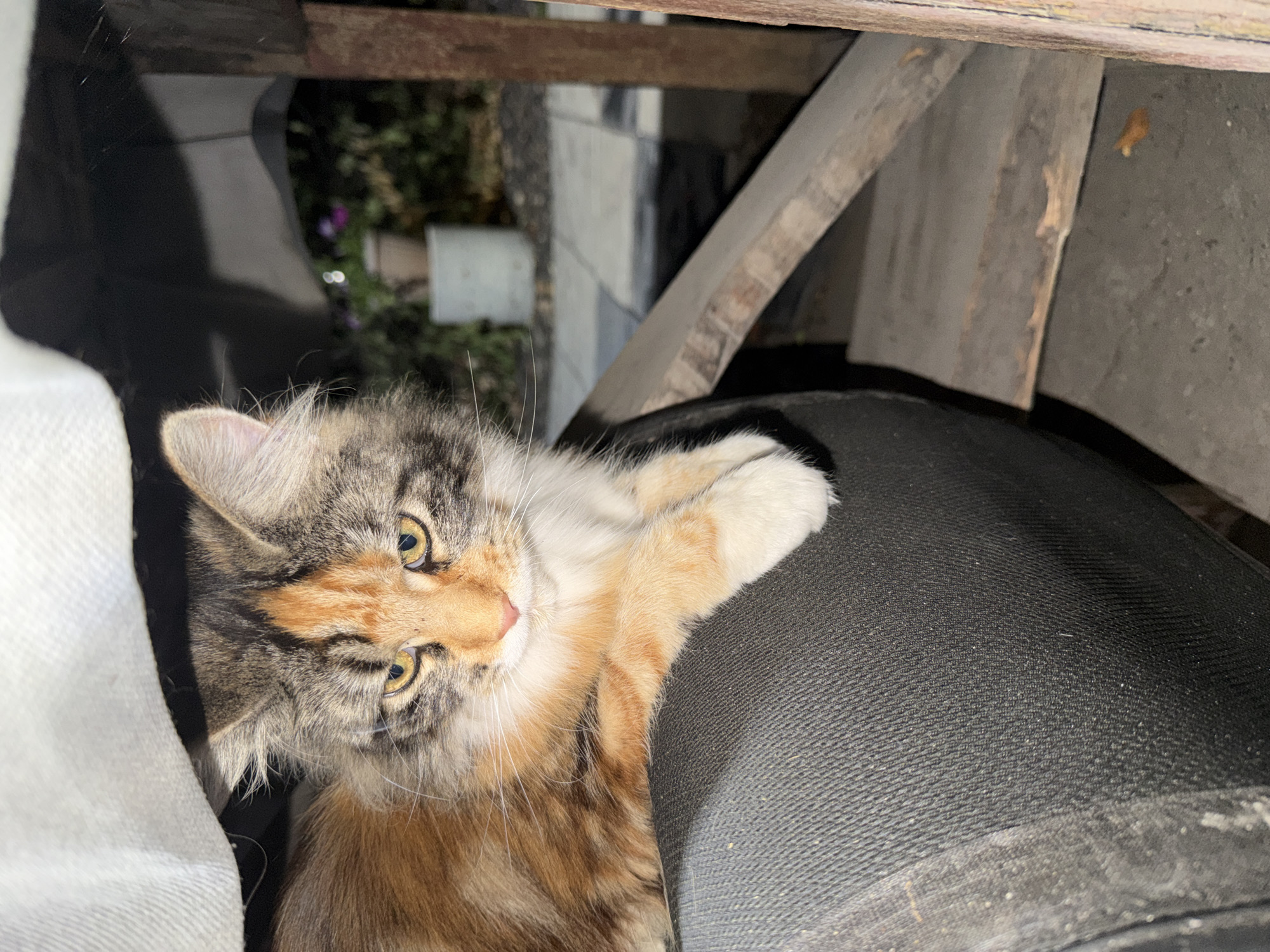 A calico cat with yellow eyes is sitting on a black surface, possibly a cushion or seat, and looking towards the camera. The cat is partially obscured by a white fabric draped over it from above. The background suggests an outdoor setting at night, with hints of plants and paving stones. There are wooden structures and debris visible to the right of the cat. The overall scene is dark and somewhat cluttered. There is no discernible information about the location in Semey, Kazakhstan.