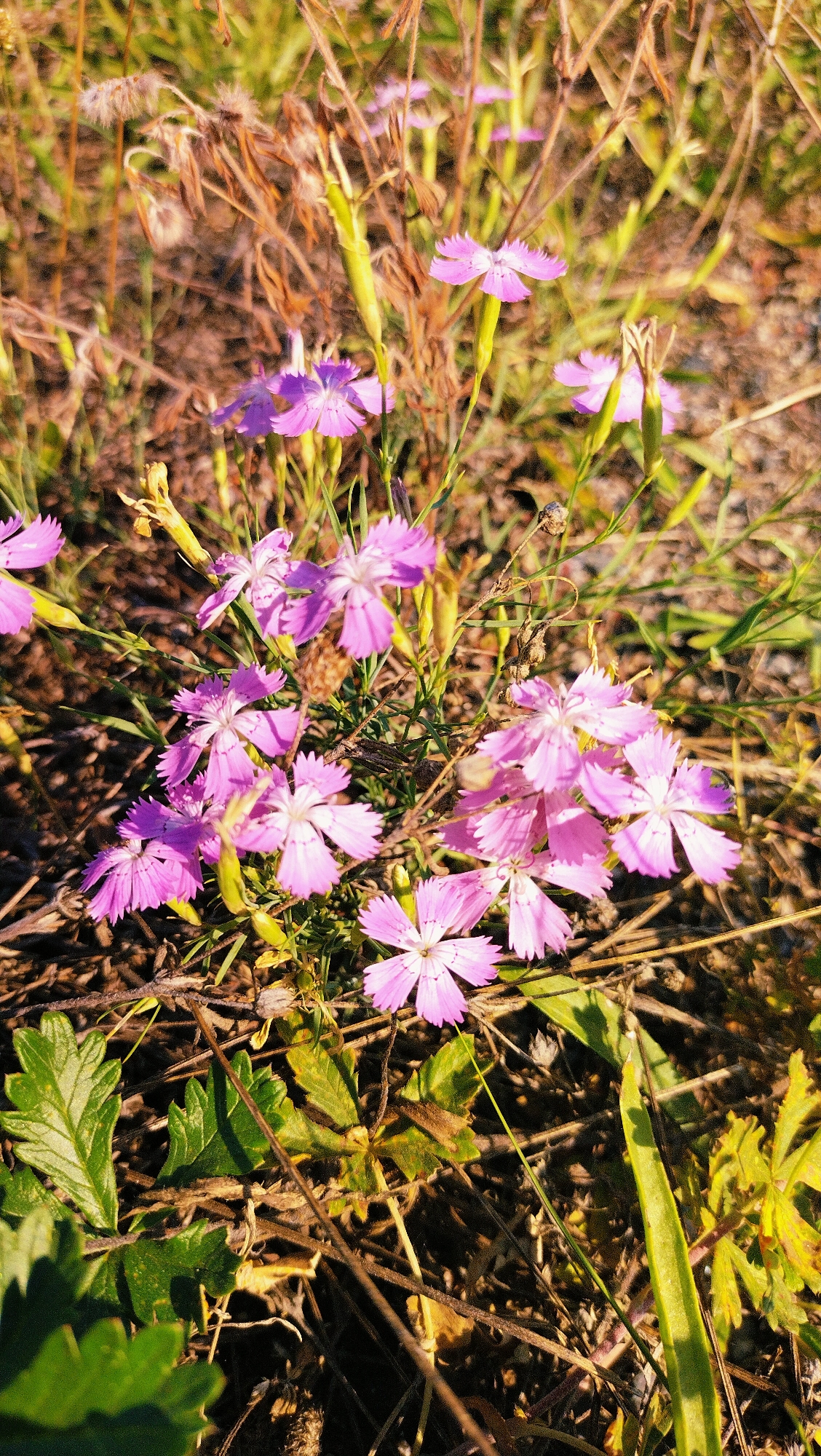 The image shows a close-up view of a cluster of small, pink, wild flowers with five deeply notched petals, blooming amidst dry grasses and green foliage. The flowers have delicate, serrated edges and a lighter colored center. The background is blurred, suggesting a natural outdoor environment, possibly a meadow or a field. The lighting indicates it is daytime, with warm sunlight casting shadows and highlighting the textures of the plants. There are no people or man-made objects visible in the frame. The scene appears to be in a natural, untamed setting, likely a rural or semi-rural area.
