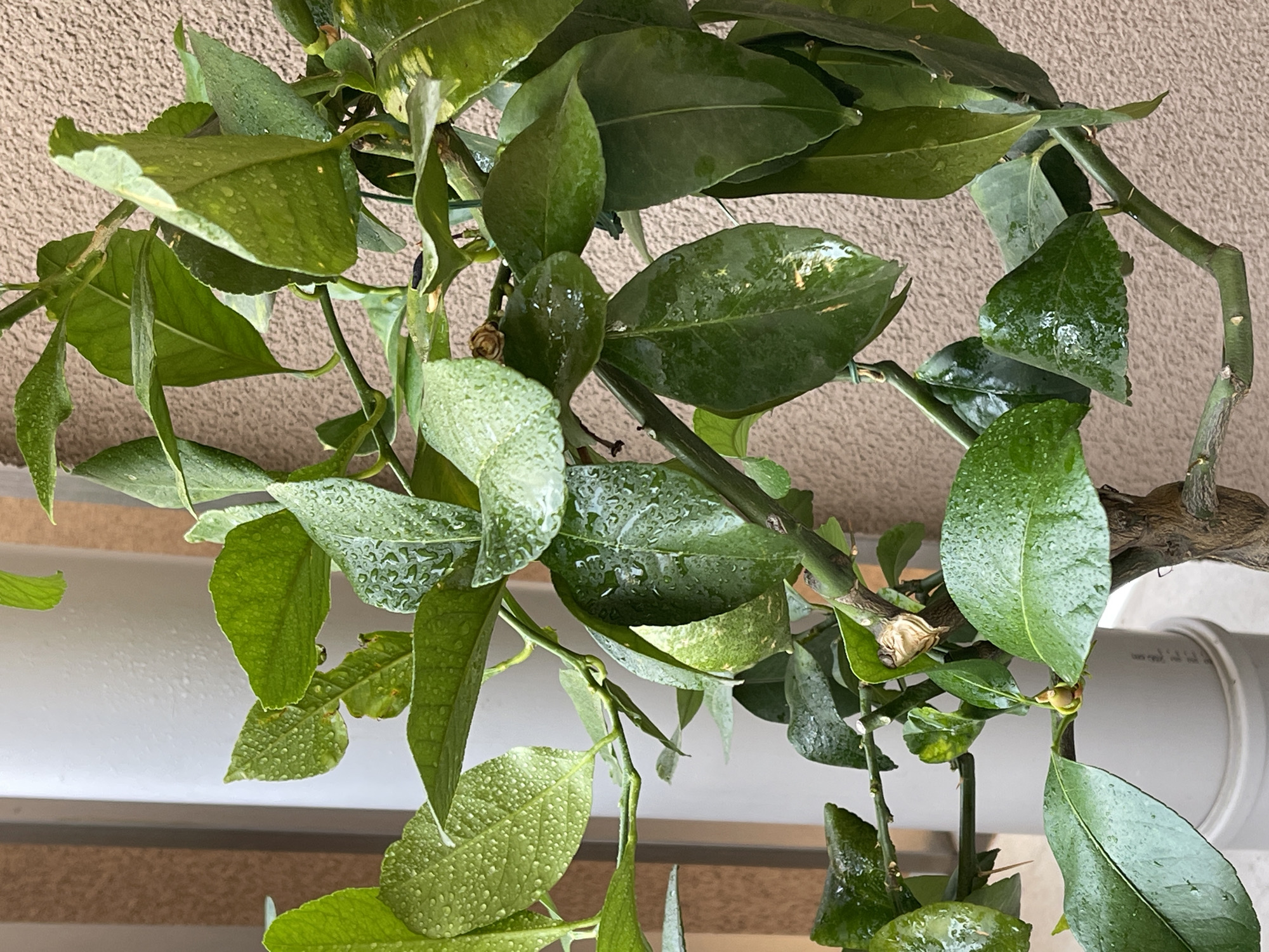 The image shows a close-up of a potted citrus plant, likely a lemon or lime tree, with green leaves glistening with water droplets. The plant is in focus, with a textured brown wall forming the background and a portion of a white pipe visible on the left. The plant appears healthy, with new growth and a small, unripe fruit visible. The presence of water droplets on the leaves suggests recent watering or rain. The location is identified as Podgorica, Montenegro, though no specific landmarks or context are provided to pinpoint the exact location within the city.