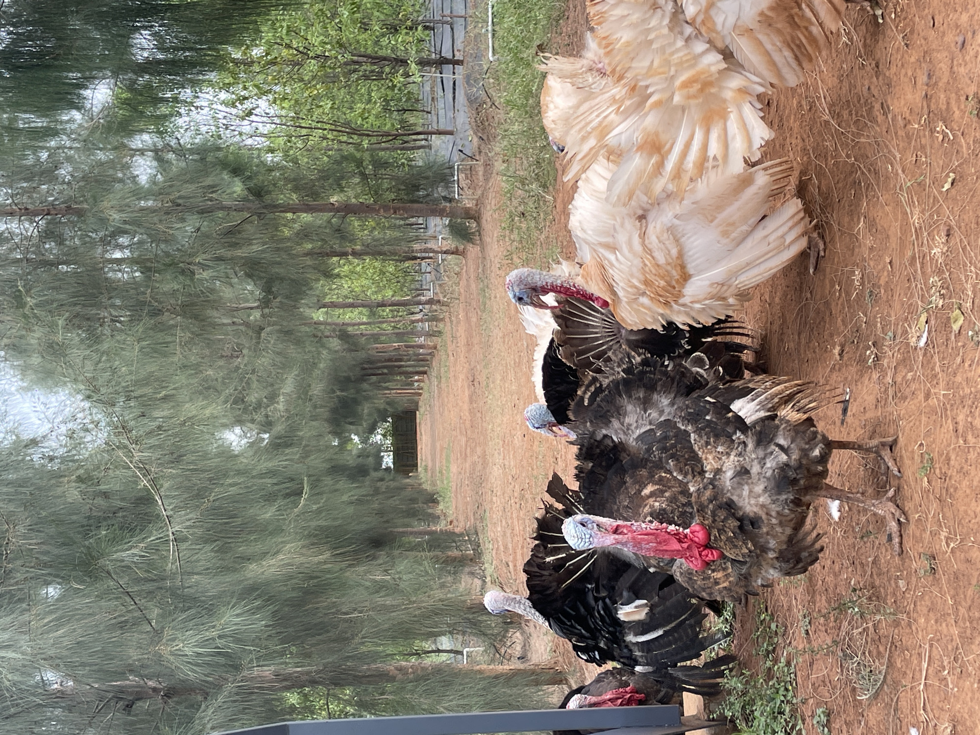 The image depicts a rural outdoor scene, likely a turkey farm or a spacious enclosure, featuring several turkeys on a dirt path lined by trees.
**Subjects:** The main subjects are approximately five to six large turkeys. Prominently on the right side of the frame is a large turkey with fluffy, light brown and creamy white feathers, with its back partially facing the viewer. To the left and slightly in front of it are several dark brown and black turkeys. Their heads are clearly visible, characterized by striking red wattles and snoods, with some displaying bluish-grey skin around their heads. They appear to be walking or standing casually.
**Objects:** The ground is composed of reddish-brown dirt, sparsely covered with small green weeds and dry grass. On the left side of the dirt path, a row of tall, slender trees with dense, needle-like green foliage (possibly Casuarina or pine species) extends into the background, creating a natural border. In the far background along the tree line, some white pipes or irrigation lines are visible, along with what appears to be dark ground covering or tarp. A dark, possibly metallic, structure or fence is present in the bottom left foreground.
**Scene and Setting:** The scene is set outdoors in a natural, unpaved environment. The long line of trees and the open dirt area suggest a rural or semi-agricultural setting, consistent with a farm.
**Activity:** The turkeys are engaged in typical turkey behavior, standing and moving slowly on the ground, likely foraging or simply congregating.
**Notable Details:** The lighting suggests it is daytime, possibly under an overcast sky or during the early morning/late afternoon, as the light appears soft and diffused without harsh shadows. The overall atmosphere is calm. The specific type of trees and reddish soil are consistent with geographical characteristics found in certain regions, including Dhundshi, India. There is no visible text in the image.