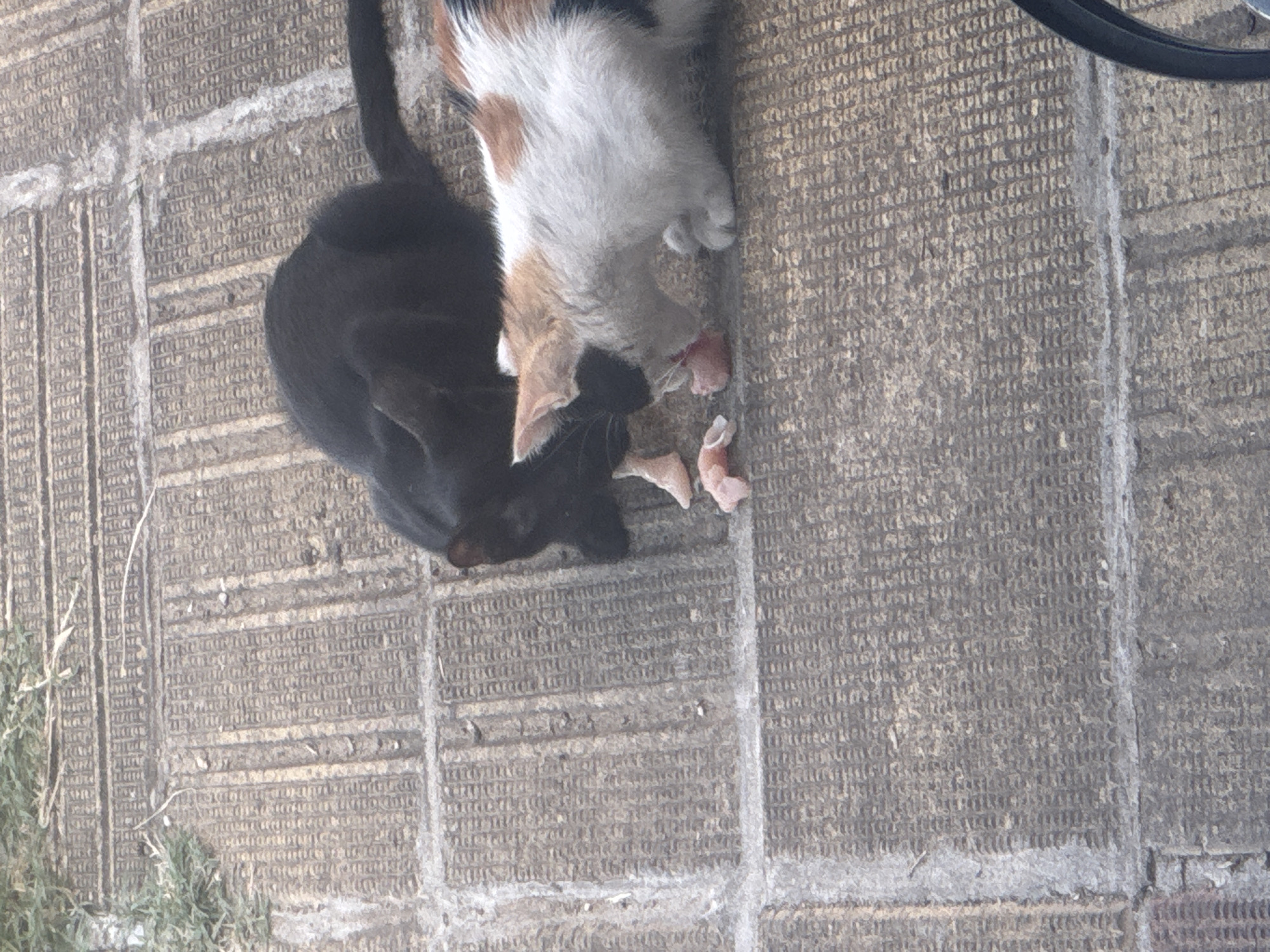 Two cats are eating on a stone-paved surface. The cat on the left is black, and the cat on the right is calico. Both are facing towards small pieces of raw meat on the ground. In the background, there is some green vegetation. The image is shot from a slightly elevated angle. The stone pavement appears to be made of rectangular blocks with a textured surface. There is a thin white line running across the pavement in the middle ground, suggesting a joint between sections of pavement. A portion of a black circular object, possibly a bicycle wheel, is visible in the bottom right corner of the frame. The overall scene is outdoors, likely in a public space given the paving. The city of Nesebar, Bulgaria, is characterized by its ancient architecture and cobblestone streets, which would be consistent with the paving seen in the image.