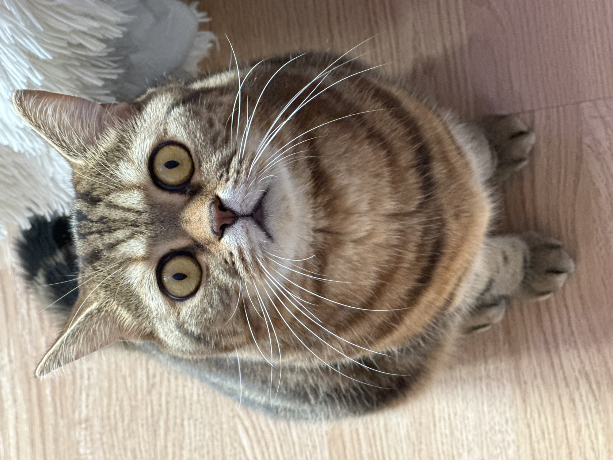 A domestic cat with brown and orange tabby markings is depicted seated upright on a light-colored wood-patterned floor. The cat faces directly towards the viewer, exhibiting large, wide-set amber eyes with vertically contracted pupils. Its pink nose is central, flanked by numerous long, white whiskers extending outwards. The cat's body displays distinct horizontal stripes on its flanks, and its front paws are tucked beneath its chest. A dark, striped tail segment is visible above and behind its head on the left side of the frame. In the upper right background, a fluffy white or cream-colored textile object is partially visible. The scene is brightly lit. The specific location within the city of Chaikovsky, Russia, cannot be determined from the visual evidence presented.