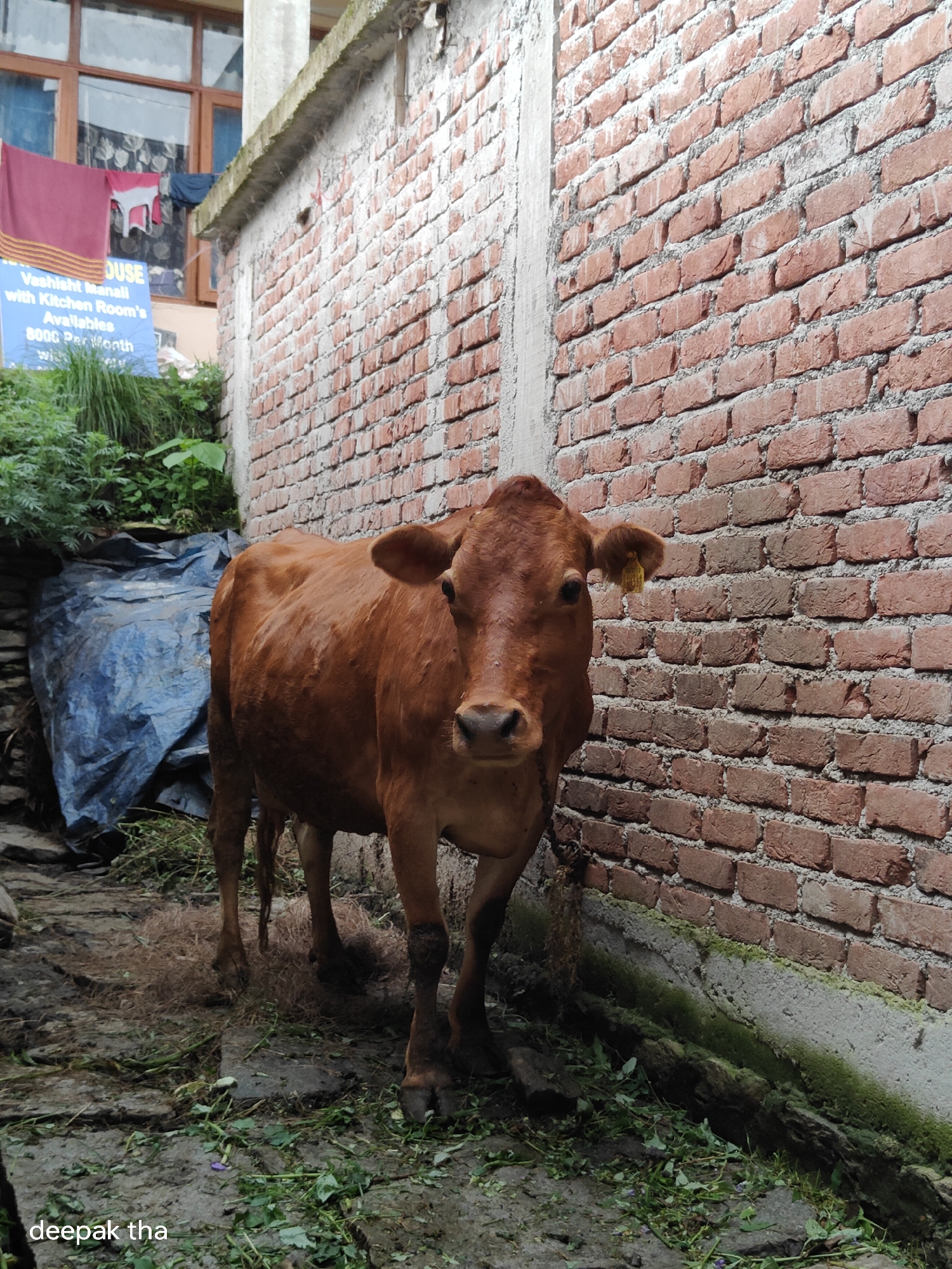 An adult brown cow stands in an alleyway in Vashisht, India. The cow is facing forward, with its head slightly tilted. It has a yellow tag in its right ear. To the left of the cow is a blue tarp, and behind it is a brick wall. In the background, there are some laundry items hanging and a window. The ground is covered with dirt and some scattered leaves. The overall environment appears to be an outdoor, possibly residential, area.