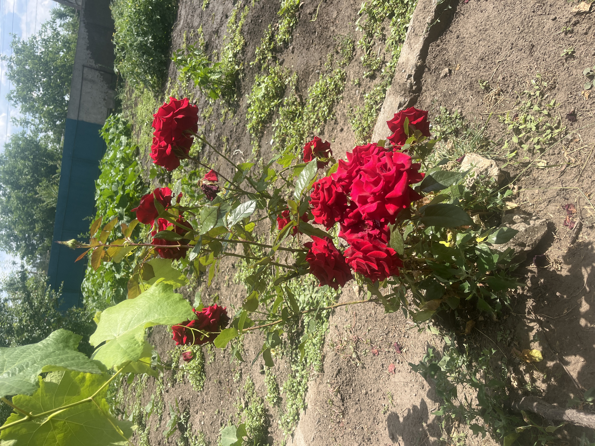 A cluster of deep red roses is blooming on a rose bush in a garden. The roses are in various stages of bloom, with some fully opened and others still in bud. The bush has green leaves and thorny stems. In the background, there is bare soil with scattered green weeds. To the left, a large green leaf, possibly from a grape vine, is visible. Beyond the garden, there is a green fence and trees. The sky is visible with some clouds. The image appears to be taken on a sunny day. There is no visible text in the image. The scene suggests a tranquil garden setting in Chernove, Ukraine, likely during the summer months.
