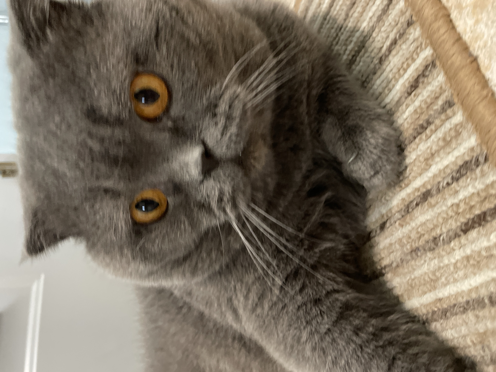 A close-up, eye-level shot shows a grey Scottish Fold cat with striking orange eyes. The cat is lying down on a textured surface with alternating stripes of beige and brown. The cat's fur is dense and appears soft. Its ears are folded forward, a characteristic of the breed. The cat's gaze is directed towards the camera. The background is blurred, but appears to be an indoor setting with a white wall. The overall impression is of a domestic pet in a comfortable environment.