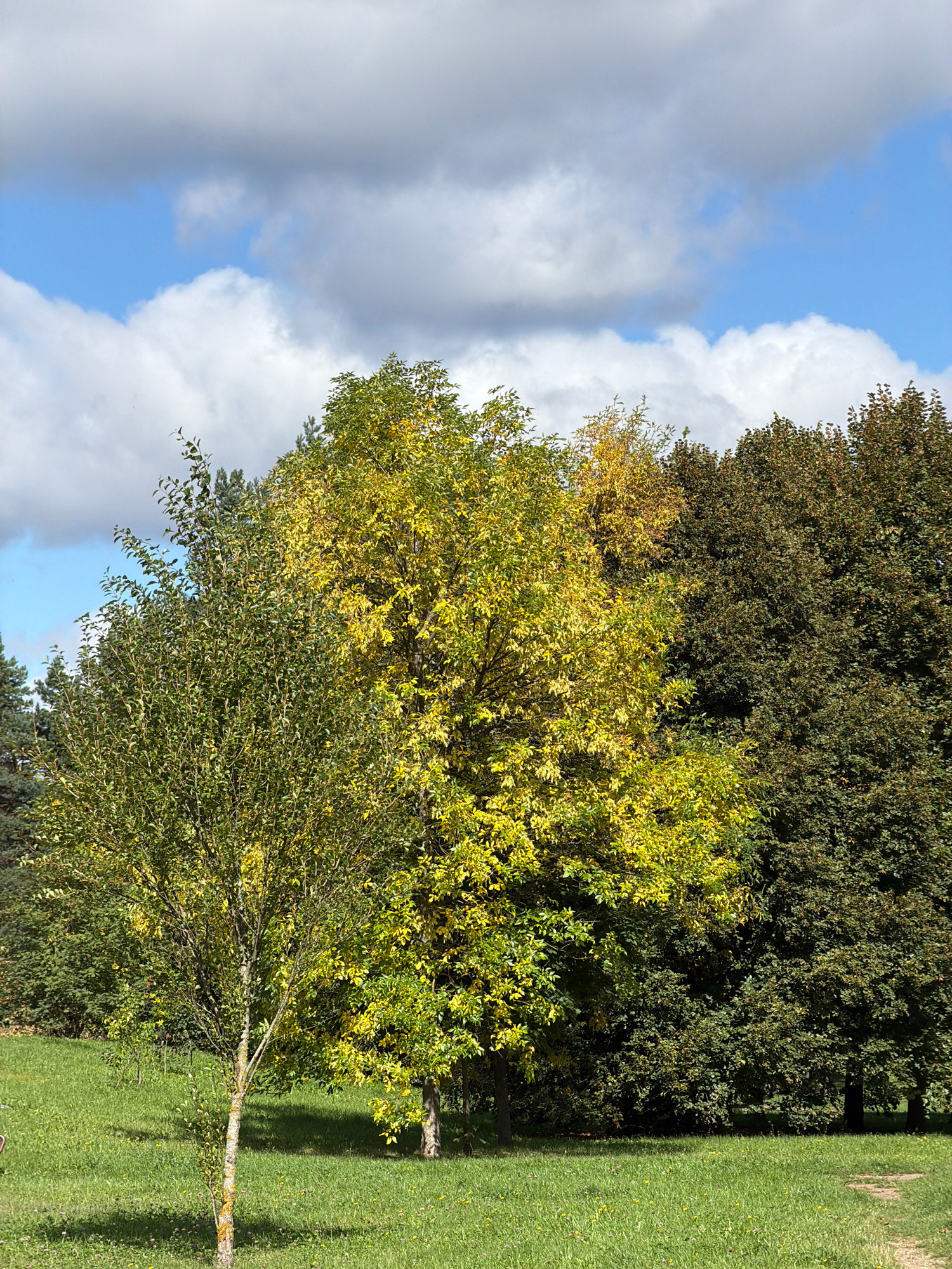 A sunny day is depicted in a park with green grass and trees. The sky is blue with scattered clouds. In the foreground, there is a thin tree with green leaves and patches of yellow. Behind it, a larger tree with vibrant yellow leaves stands out, its branches reaching upwards. To the right, a dense cluster of trees with dark green foliage forms a backdrop. The park appears to be well-maintained, with shadows cast by the trees on the grassy ground. This scene could be located in any park in Minsk, Belarus.