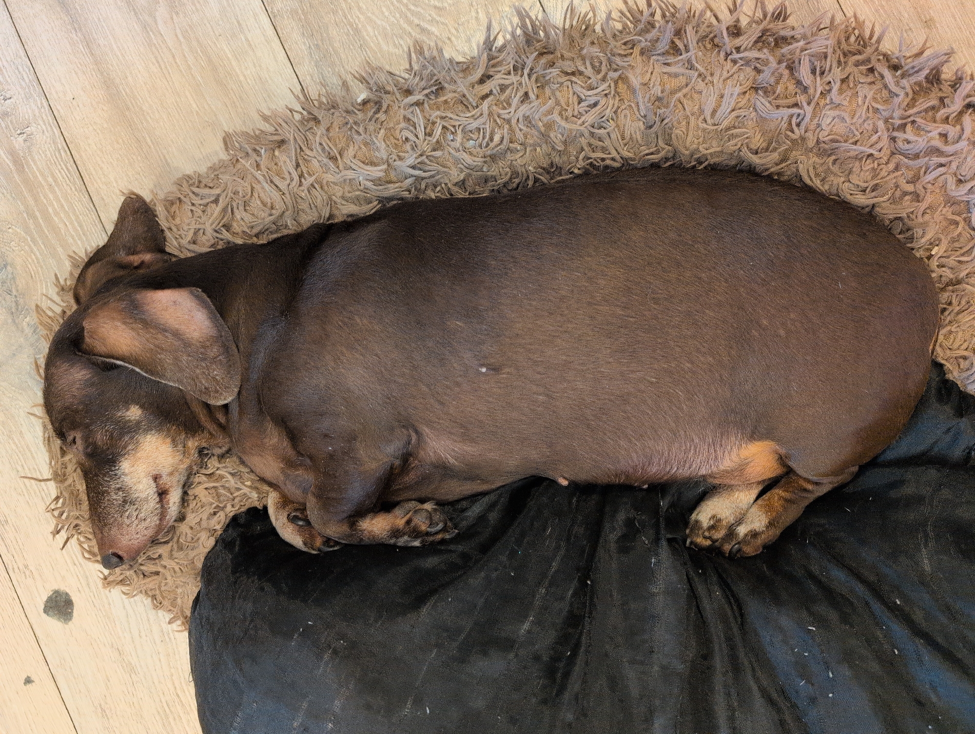 A brown dachshund sleeps on a shaggy rug placed on a light-colored wooden floor. The dog is curled up with its head resting near its paws. The rug appears to be a light brown or beige color with long, shaggy fibers. Beneath the rug and extending to the right side of the image is a piece of black fabric, possibly a blanket or bed. The wooden floor shows a light grain pattern and a dark smudge to the left of the rug. The lighting suggests it is daytime. The overall scene is peaceful and suggests a cozy, indoor environment. No text is visible in the image.