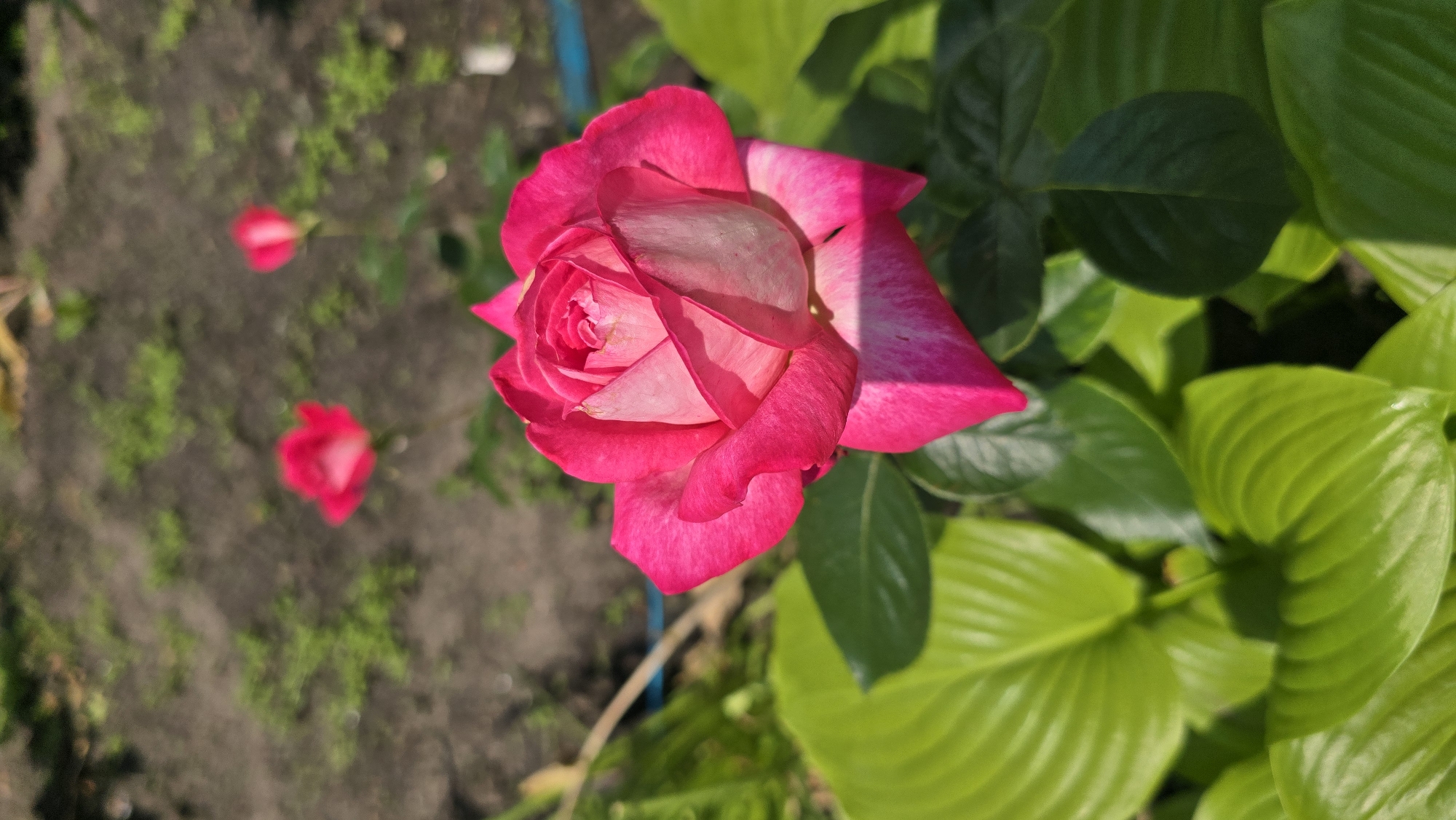 A close-up, vertical shot focuses on a vibrantly colored pink and white rose in full bloom. The rose is positioned slightly to the right of center, its petals unfurling to reveal a delicate swirl of lighter shades towards the core. Sunlight casts a dappled shadow across the lower right portion of the rose and the surrounding bright green leaves. These large, textured leaves fill the bottom half of the frame, their veins clearly visible and catching the light. In the background, the scene is blurred, showing patches of dark soil interspersed with small green plants. Two smaller, out-of-focus pink roses are visible further back in the background, along with a thin blue object that appears to be a hose or pipe. The overall impression is of a well-maintained garden in a sunny outdoor setting. While the image itself does not contain any specific landmarks or identifiable features of Kyiv, Ukraine, the scenario is consistent with a common urban garden environment.