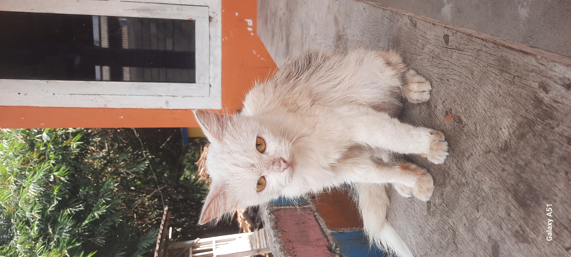 A white, scruffy cat with yellow eyes is sitting on a wooden bench. The cat has some dirt or scabs on its nose and around its eyes. In the background, there is an orange building with a white-framed window and green bamboo trees. The scene appears to be outdoors, possibly in a yard or rural area. The image was captured with a Galaxy A51 phone. The location is the city of Ploso, Indonesia.