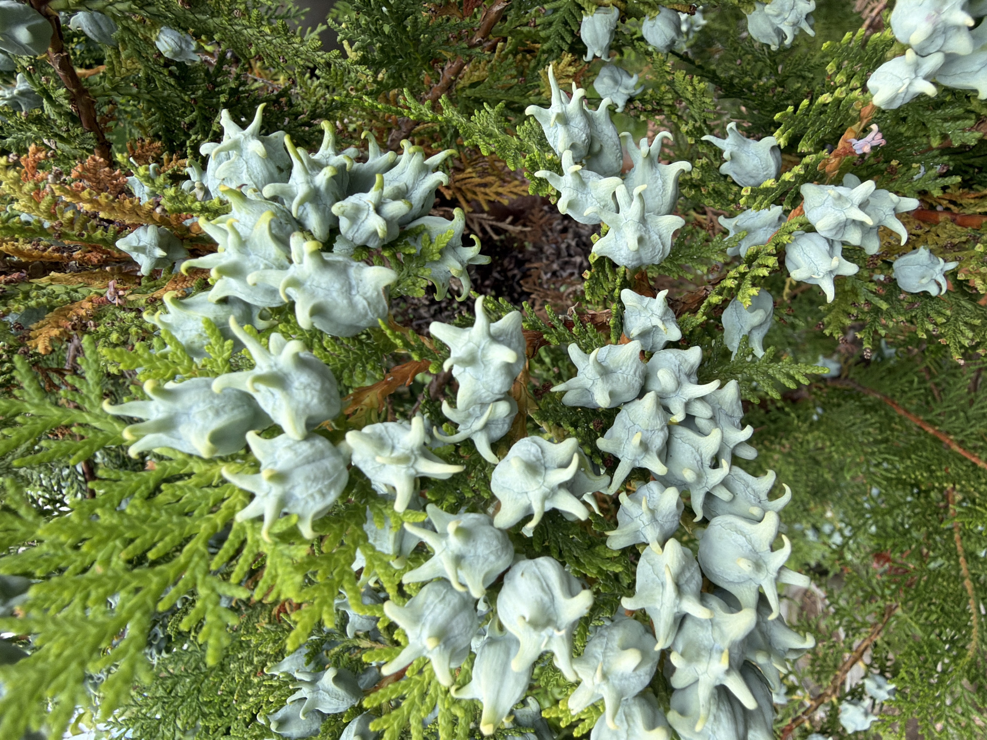 The image shows a close-up view of a tree branch laden with light blue, star-shaped seed cones. The cones have a matte, slightly powdery texture and are clustered together among the dense, green, scale-like foliage of the tree. Some of the foliage appears to be transitioning to a brown or golden hue, suggesting a seasonal change. The background is softly blurred, with hints of more foliage and perhaps the bark of the tree. The lighting appears to be natural, casting subtle shadows and highlighting the textured surfaces of the cones. The image focuses on the reproductive parts of the tree, capturing their intricate shapes and abundance. There are no people or animals visible in the image. The scene is set in an outdoor environment, likely a garden or park, with the foliage indicating a conifer species. The image does not provide specific information to pinpoint a location within the city of Gulyantsi, Bulgaria, but depicts a naturalistic element of flora.
