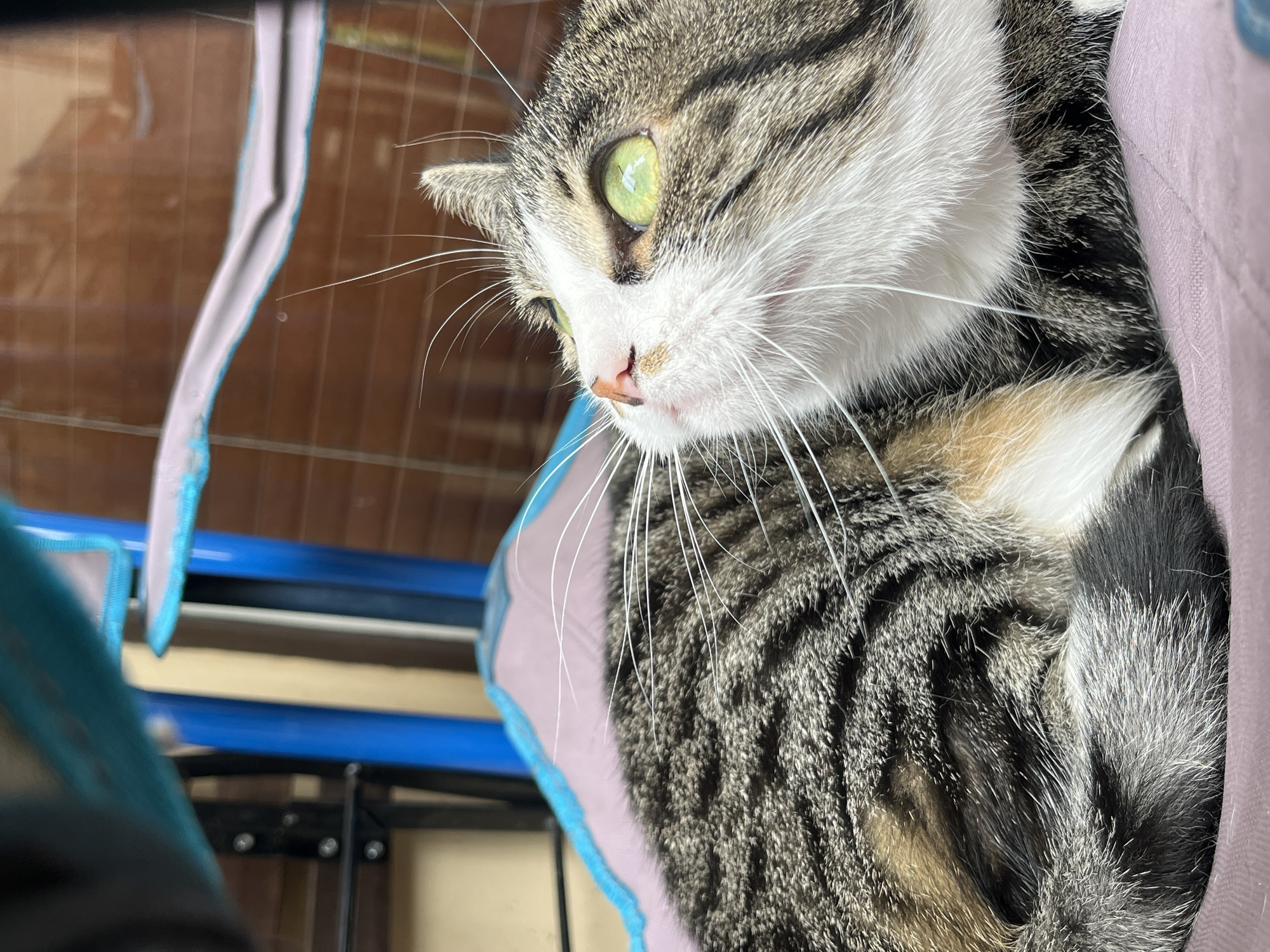 A close-up, eye-level, medium shot captures a tabby cat with green eyes looking upwards. The cat is resting on a soft, purple surface, possibly a pet bed, with its body curled. Its fur displays a mix of grey, black, and brown tabby markings, with white fur on its chest and face. The background is out of focus, but shows a blue structure and a brown, possibly wooden, wall. The image appears to be taken indoors, likely within a residential setting. No specific location within Fresnes, France is identifiable from the image.