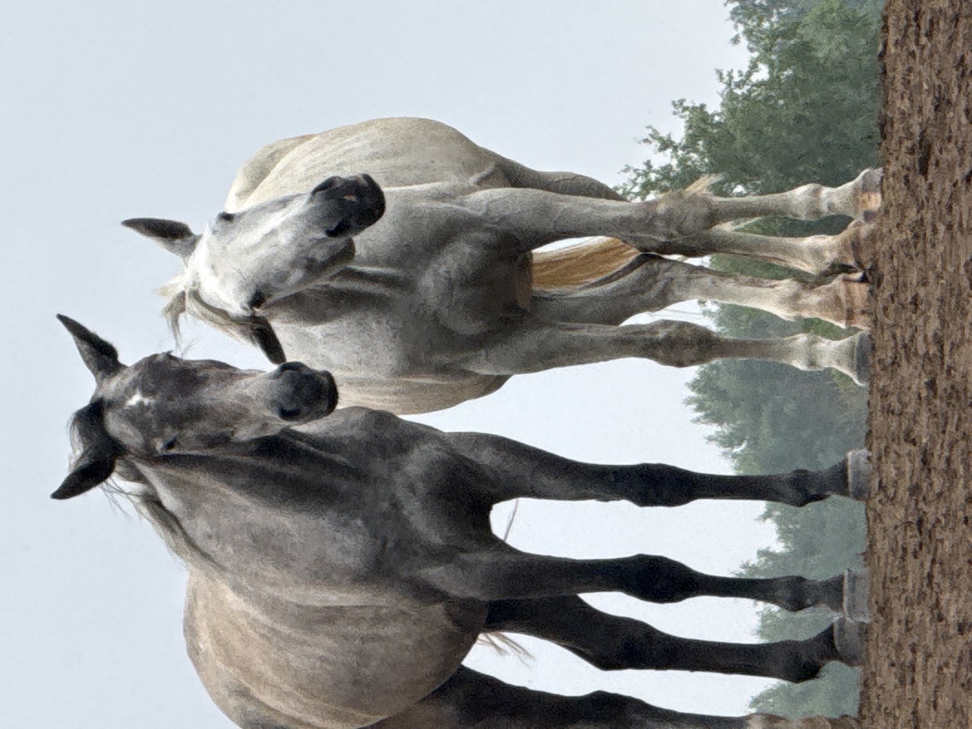 Two horses stand in a muddy field. One horse, on the left, is dark gray and faces the viewer. The other horse, on the right, is lighter gray and faces away from the viewer. Both horses have their heads lowered, and their ears are pointed forward. The background is a blur of green trees and a gray sky. The image was taken in Galinė, Lithuania.