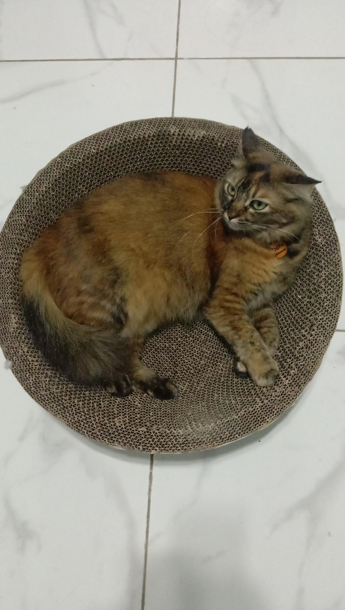 A long-haired, tortoiseshell cat is lying on a circular corrugated cardboard scratching pad. The cat is positioned facing right, with its head turned towards the camera and its green eyes looking to the right. Its fur is a mix of brown, black, and orange, with darker tabby markings on its legs and tail. The cat is wearing an orange tag around its neck. The scratching pad is placed on a white tiled floor with thin grey grout lines. The lighting appears to be artificial, casting a soft glow on the scene. The location of this scene is indoors, within a domestic setting in the city of Karangmangu, Indonesia.
