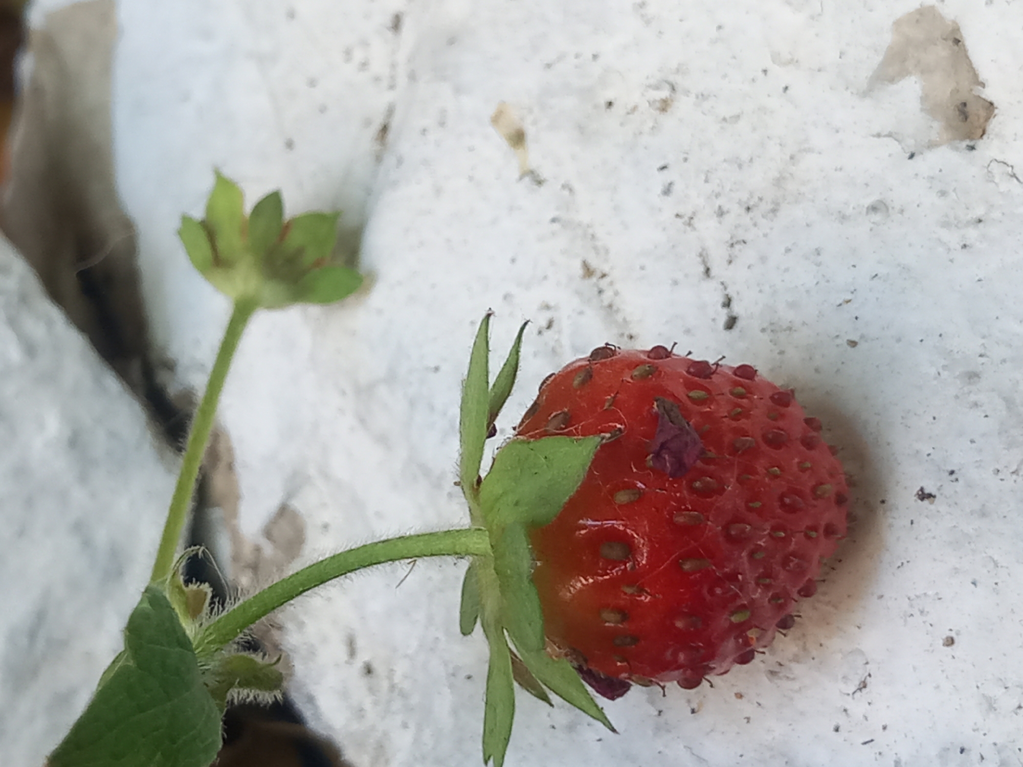 A close-up shot shows a ripe, red strawberry hanging from a green stem and leaves. The strawberry is slightly wrinkled and has visible seeds. Some dark, flaky debris is attached to its surface. The background is a textured, light-colored surface, possibly concrete or stone, with scattered dark specks. In the upper right background, out of focus, is a blurred brown object, possibly foliage. No people or animals are visible. The scene appears to be outdoors, potentially in a garden or natural setting. No specific location within Άγιος Νεκτάριος, Greece can be determined from the image.