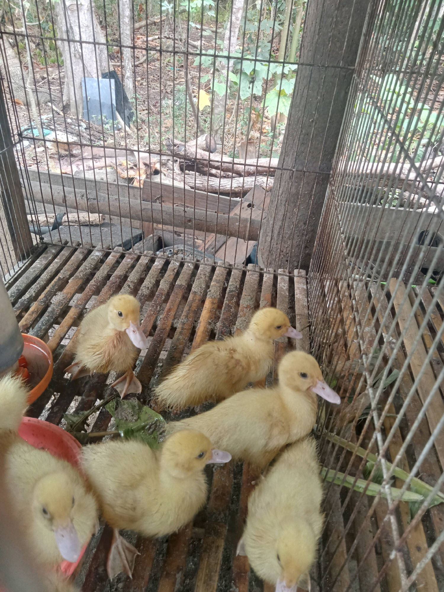 A group of six yellow ducklings are inside a rustic cage in an outdoor environment. The cage is made of metal bars and wooden slats, and it appears to be located in a wooded area with trees and foliage visible in the background. Some of the ducklings are huddled together, while others are standing or sitting. One duckling is near a red plastic bowl. The ground inside the cage is covered with wooden slats and some scattered debris. The overall scene suggests a rural or semi-rural setting in the city of Trenggalek, Indonesia.