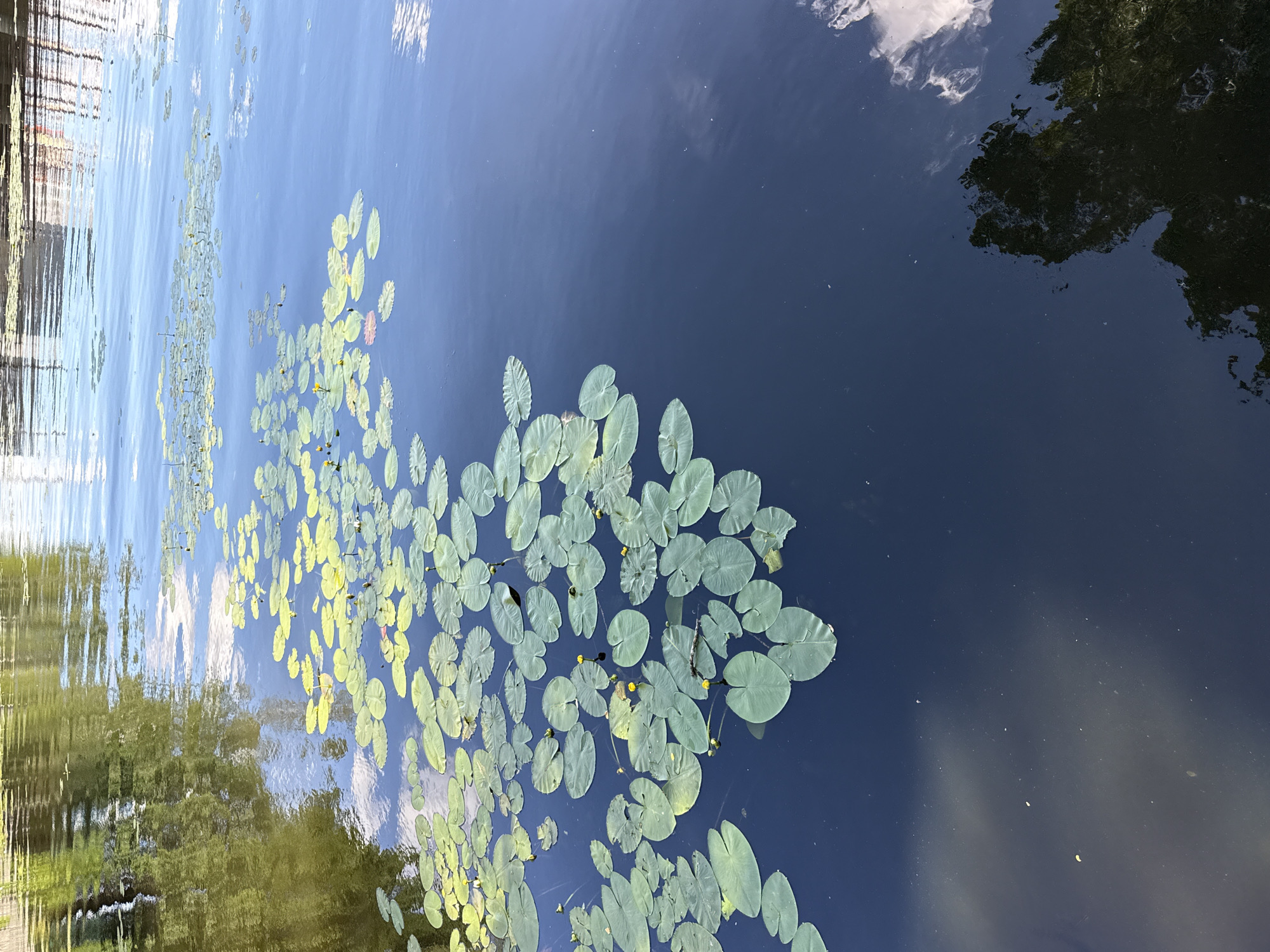 A body of water, likely a canal or river, is covered in a dense growth of lily pads. Some lily pads are large and round, while others are smaller and more delicate. A few yellow lily blossoms are visible among the pads. The water itself is dark blue and reflects the sky, clouds, and trees on the opposite bank. The overall impression is one of natural beauty and tranquility. This scene could be located in Khimki, Russia, as suggested by the context provided.