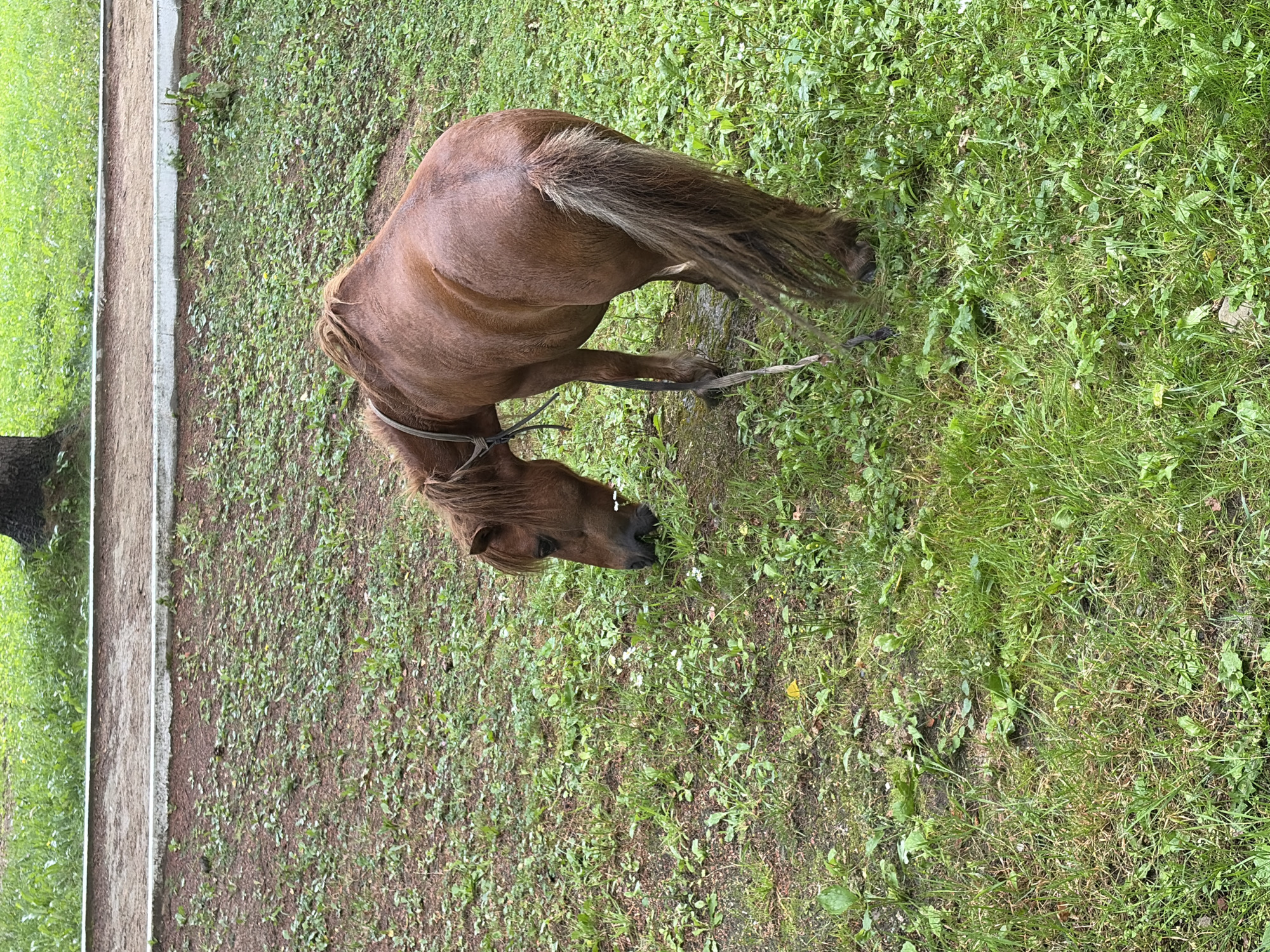 A brown horse is grazing in a grassy area with patches of dirt and small white flowers. The horse is facing to the left, with its head down towards the ground. A rope halter is around its head, and a rope lead hangs loosely. The horse's tail is long and somewhat bushy, with lighter-colored strands mixed in. In the background, there is a path with a concrete border, surrounded by more grass. The overall environment appears to be an outdoor park or natural area within a city.