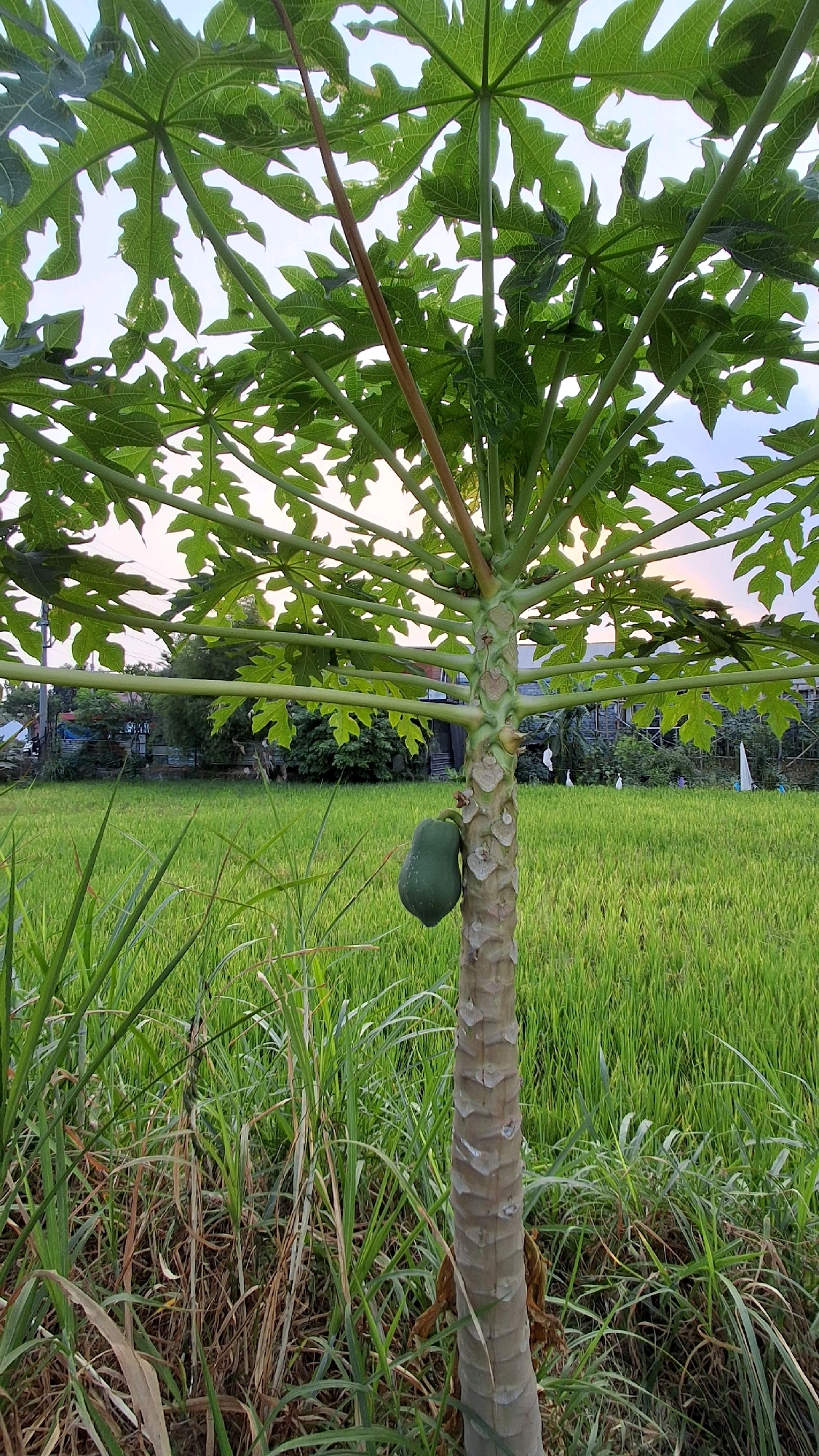 A papaya tree with one green fruit stands in the foreground, its trunk textured with rough, ringed bark. The tree's large, palmate leaves spread outwards, silhouetted against a pale sky. Behind the tree, a lush green rice paddy stretches into the background. In the distance, a line of trees and buildings suggests a rural or semi-rural setting. The image appears to be taken in Banguntapan, Indonesia, a subdistrict in the Bantul Regency, Yogyakarta Special Region.