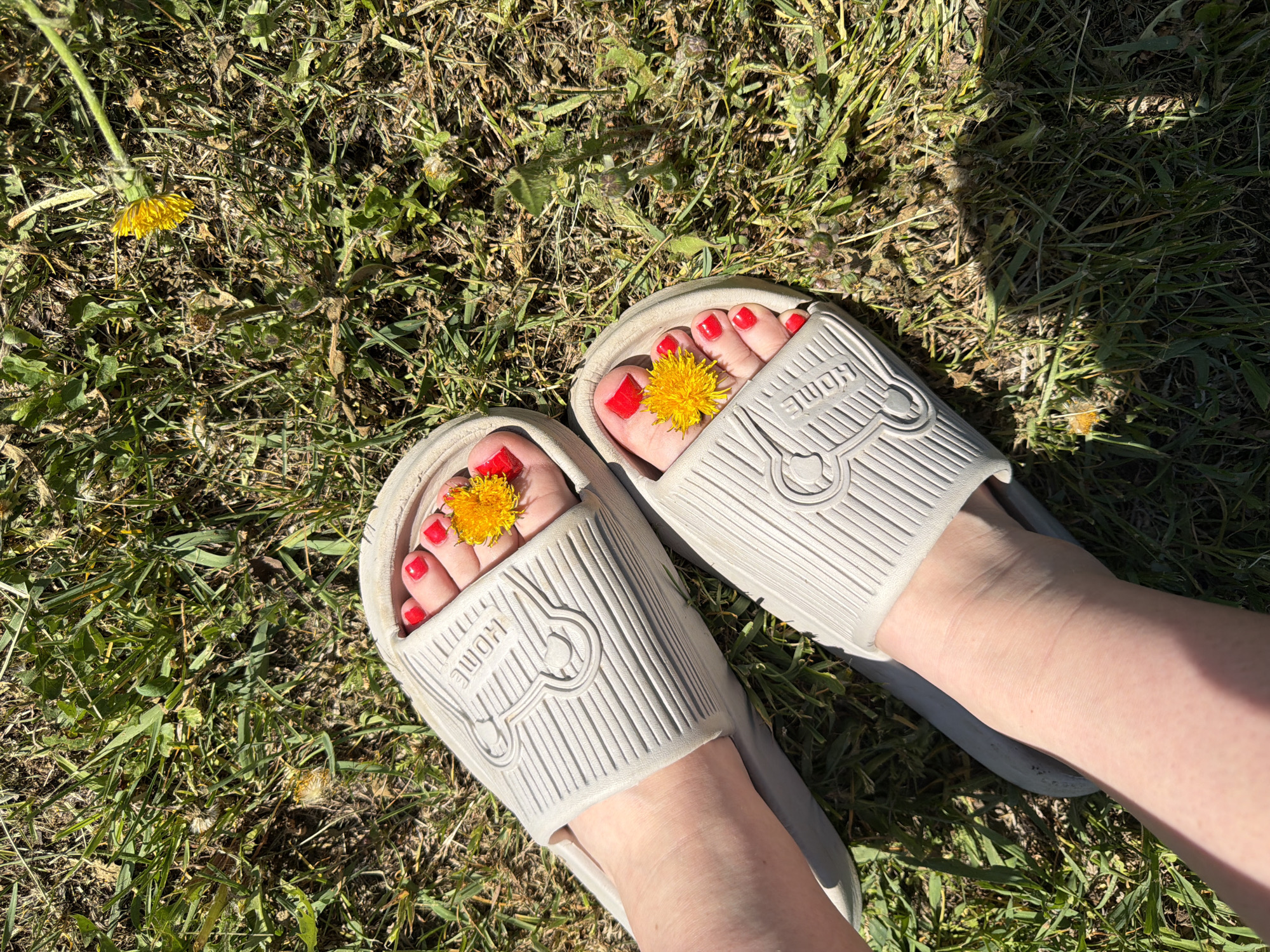 A pair of feet wearing light-colored slides are on green grass. Each foot has a dandelion flower resting on the toes. The toenails are painted bright red. The grass is interspersed with brown patches and other dandelion flowers. The slides have a "HOME" logo on the top. The location is Уральское, Russia.