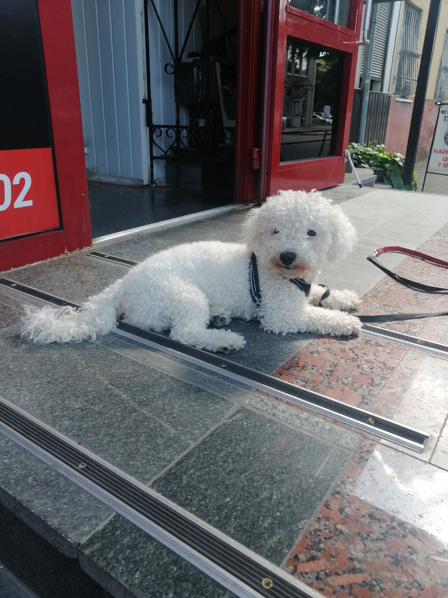 A white Bichon Frise dog lies on granite steps outside a building with red doors. The dog is wearing a black harness with a blue stripe. A red and black leash is attached to the harness and lies on the steps. The building appears to be a shop or entrance to a business. The overall environment suggests an urban setting. The image is taken in the city of Kremenchuk, Ukraine.
