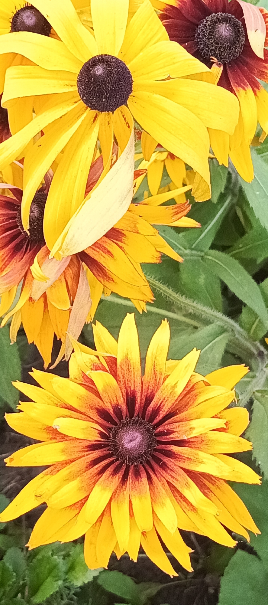 The image is a close-up, high-angle shot of several Black-Eyed Susan flowers in bloom. The flowers are predominantly yellow with dark brown centers. Some of the petals have red or orange tinges near the center. The background consists of green foliage and stems. The flowers are arranged in a dense cluster, with some overlapping. The lighting is bright, casting subtle shadows on the petals. The image is taken outdoors in what appears to be a garden or natural setting. The flowers are in sharp focus, while the background is slightly blurred.