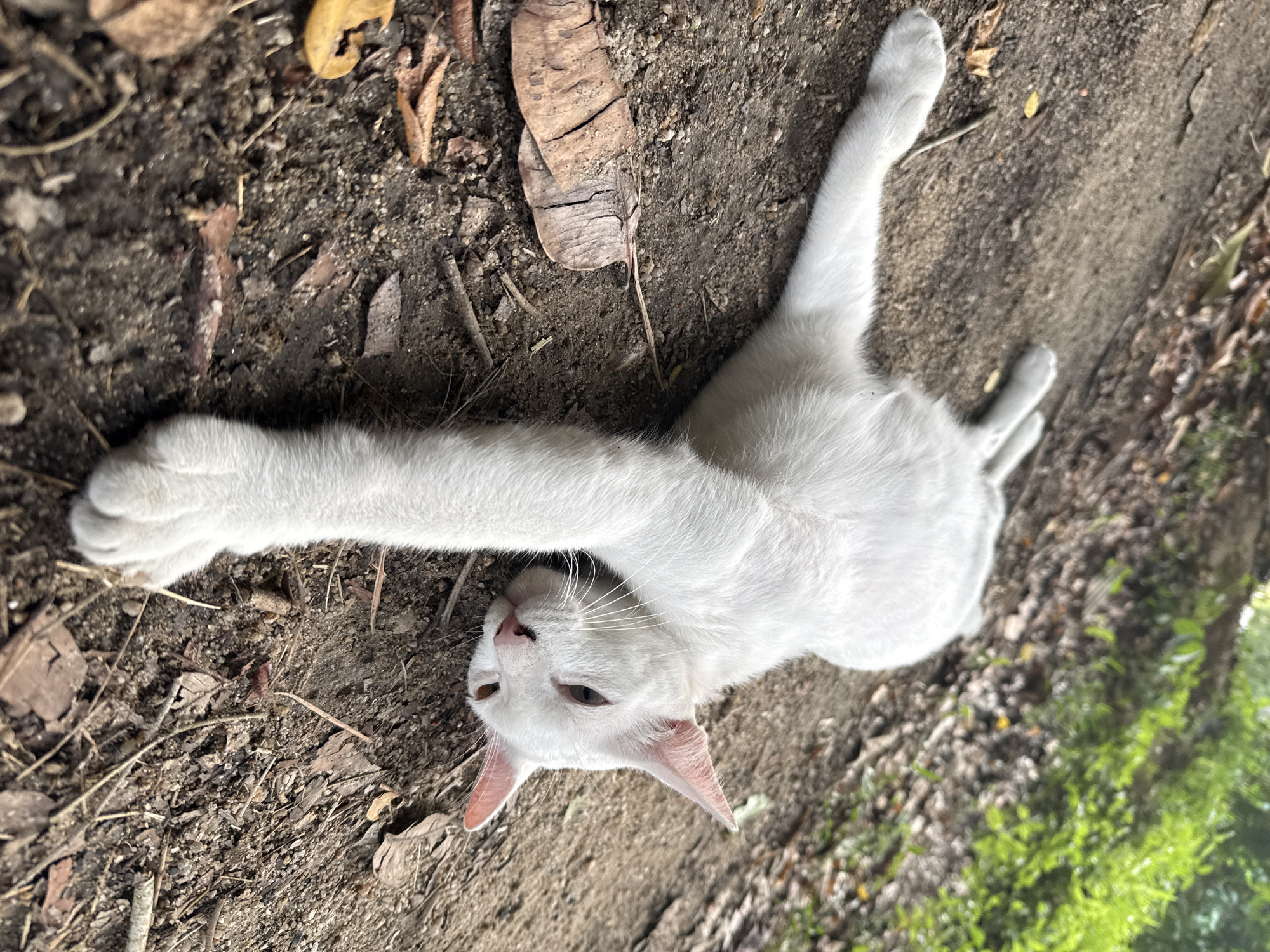 A white cat with pink ears and brown eyes is lying on its side on a dirt path. Its body is stretched out, with one front leg extended forward. The cat is in focus, with the background of lush green foliage slightly blurred. The dirt path is scattered with dry leaves and small twigs. The scene appears to be outdoors in a natural setting, likely in the Ko Pha-ngan District of Thailand, given the vegetation. The cat's posture suggests it is relaxed or possibly napping.