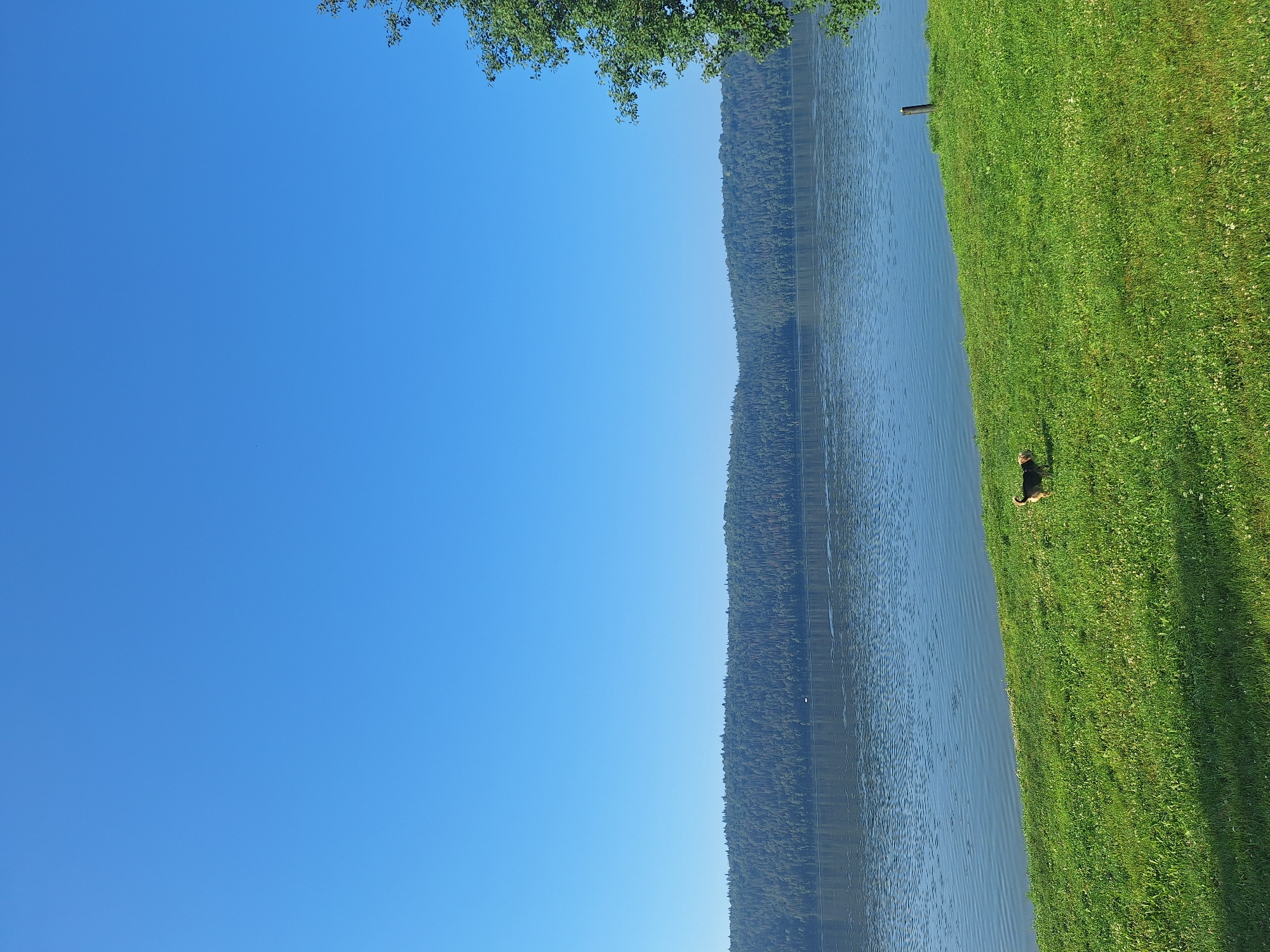 The image depicts a tranquil natural scene. A vast expanse of clear blue sky dominates the upper portion. Below, a wide, calm body of water reflects the sky. Across the water, a dense, dark green forest covers a gently sloping hillside, extending horizontally across the frame. In the foreground, a vibrant green grassy slope meets the water. On the grass, a small, brown and black dog is visible, facing left and appearing to be moving. To the right of the dog, a dark wooden post is partially visible. A large, leafy green tree is present on the far right edge of the image, with its branches reaching into the sky. The overall impression is one of a serene, undeveloped natural landscape, possibly a lake or large river bordered by woodland. The location is stated to be in the city of Атамановка, Russia.