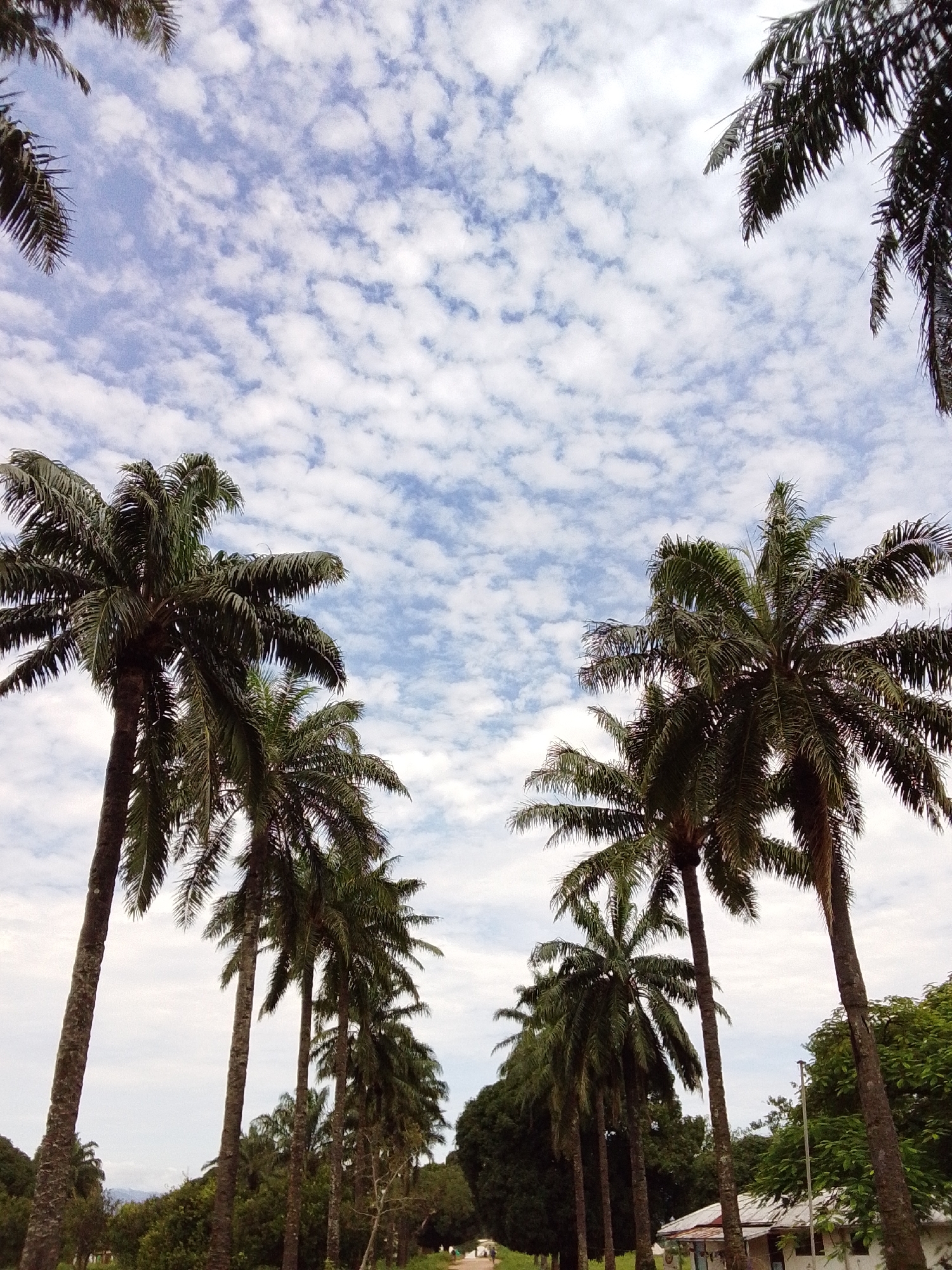 This is a low-angle shot looking up at a row of tall palm trees against a cloudy blue sky. The palm trees are a dominant feature of the foreground, with their fronds creating a canopy overhead. The trunks of the trees are visible, showing their textured bark. In the background, there are more trees and foliage, and a small building with a white roof. The scene appears to be in a rural or semi-rural area, possibly in the city of Serti, Nigeria, given the presence of palm trees and tropical vegetation. The lighting suggests it is daytime, possibly overcast, judging by the diffuse light on the trees and the texture of the clouds. There are no people or animals visible in the frame.