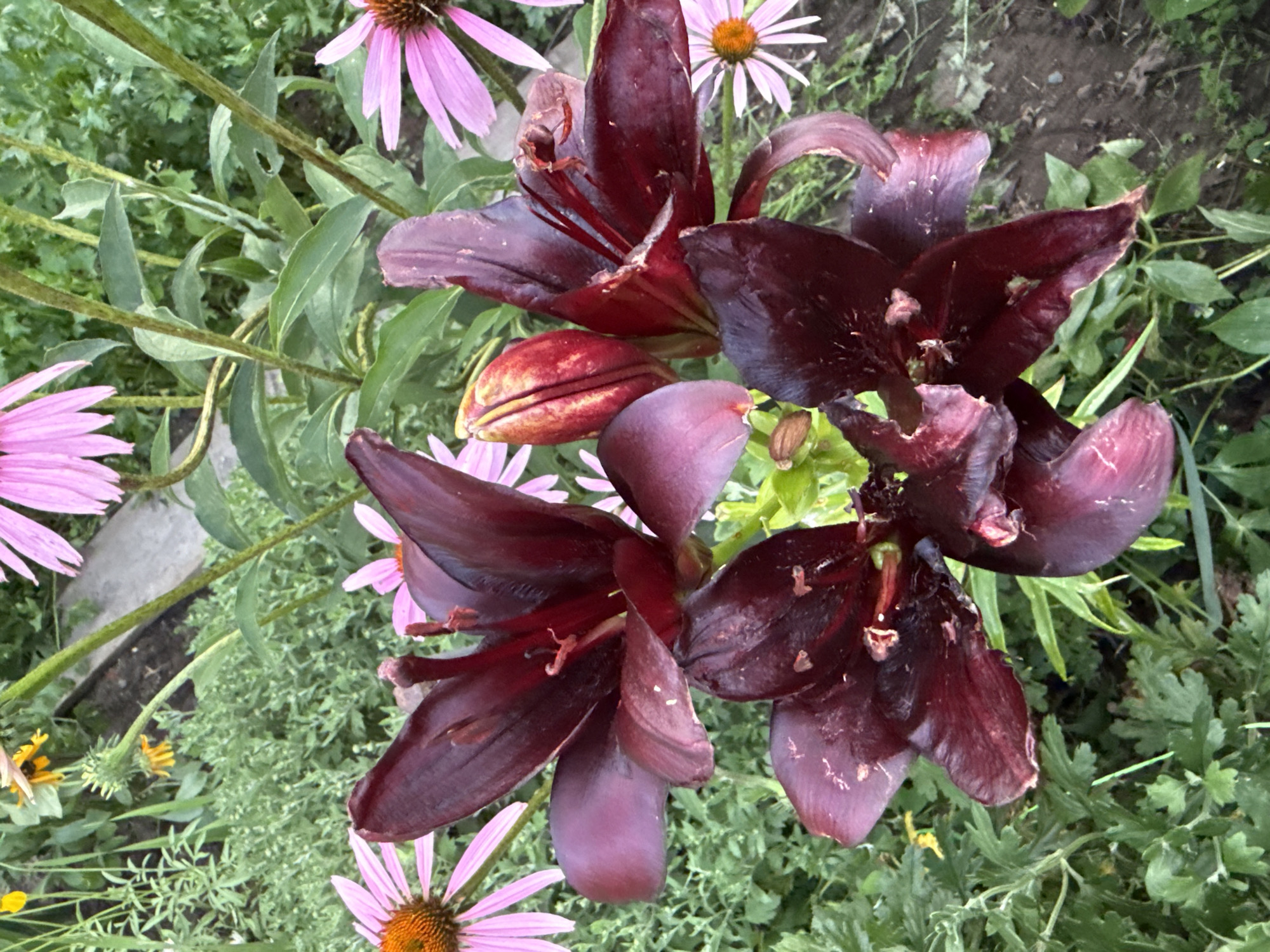 This is a close-up, eye-level, outdoor photograph of dark red lilies with some pink coneflowers in the background. The lilies are the primary subject, with their velvety petals, prominent stamens, and deep coloration. A single lily bud is also visible, partially unfurled. The coneflowers are out of focus, creating a soft bokeh effect. The environment appears to be a garden or natural setting with greenery and soil visible. The image does not contain any people or animals, and there are no indications of a specific location within the city of Bor, Russia.