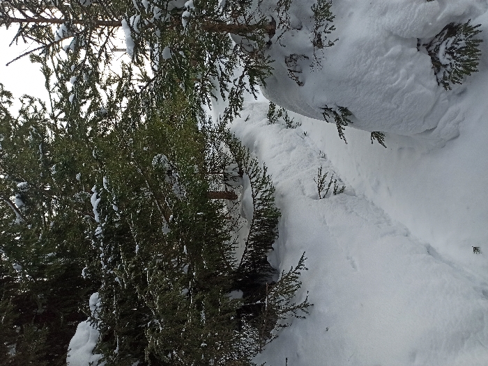 The image displays a snow-covered outdoor environment in Nizhneye Zadolgoye, Russia. Deep, undisturbed white snow blankets the ground and accumulates on the branches of numerous evergreen trees, predominantly spruce or fir, of varying sizes. A narrow, cleared path or trench, approximately 0.5 to 1 meter in width, cuts through the deep snow, originating in the foreground and extending into the middle ground. The snowbanks on either side of this path are substantial. Multiple tree trunks are visible, partially obscured by snow. The upper portion of the frame shows sections of a bright, overcast sky between the tree canopies. No individuals, animals, or artificial structures other than the cleared path are discernible.
