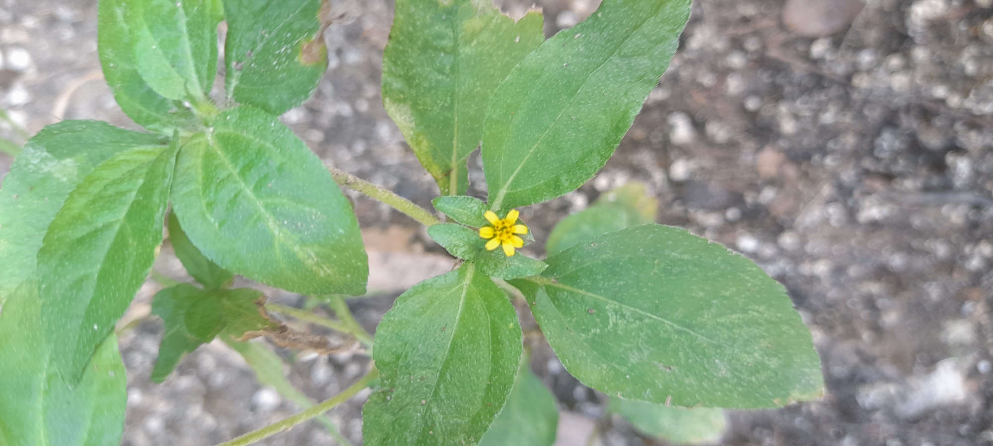 The image shows a close-up view of a plant with green leaves and a small yellow flower. The plant is growing in an area with a gravelly or rocky substrate. The location is Buketteukuh, Indonesia.