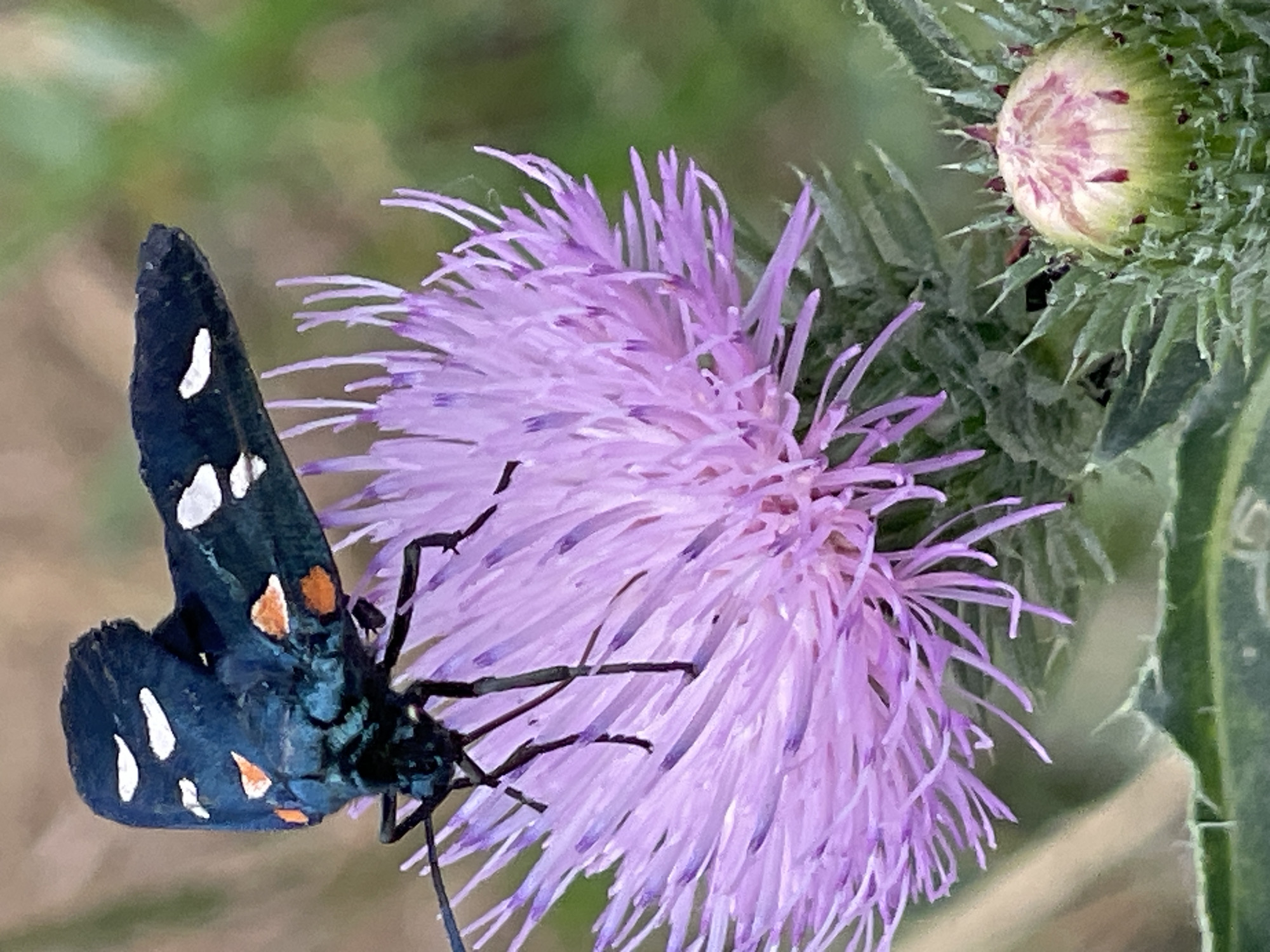 This close-up, eye-level media file features a detailed view of a butterfly perched on a purple thistle flower. The butterfly, with its dark blue wings speckled with white and orange spots, is the primary subject. Its wings are partially open, revealing the intricate patterns and delicate structures. The thistle flower, a vibrant purple, displays a feathery texture with numerous thin petals. Adjacent to the open flower is a closed thistle bud, showing hints of pink and green. The background is softly blurred, with shades of green and brown suggesting a natural, outdoor setting, likely a field or meadow. The lighting appears to be natural daylight, illuminating the subjects clearly. There are no people visible, nor any text. The overall impression is one of natural beauty and a moment captured in time within a rural environment, consistent with the provided location context of Cahul, Moldova.