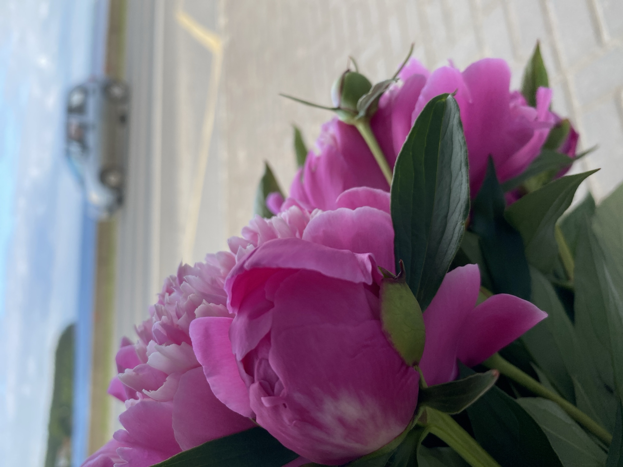 A close-up shot features a bouquet of vibrant pink peonies in the foreground. The flowers are in various stages of bloom, with some fully open and others still forming. Lush green leaves complement the delicate petals. In the blurred background, a silver car is visible driving on a paved road. Beyond the road, a body of water is present, with a green landmass on the horizon. The sky above is overcast with clouds. The setting appears to be outdoors, possibly near a coastal area in Noviy, Russia.