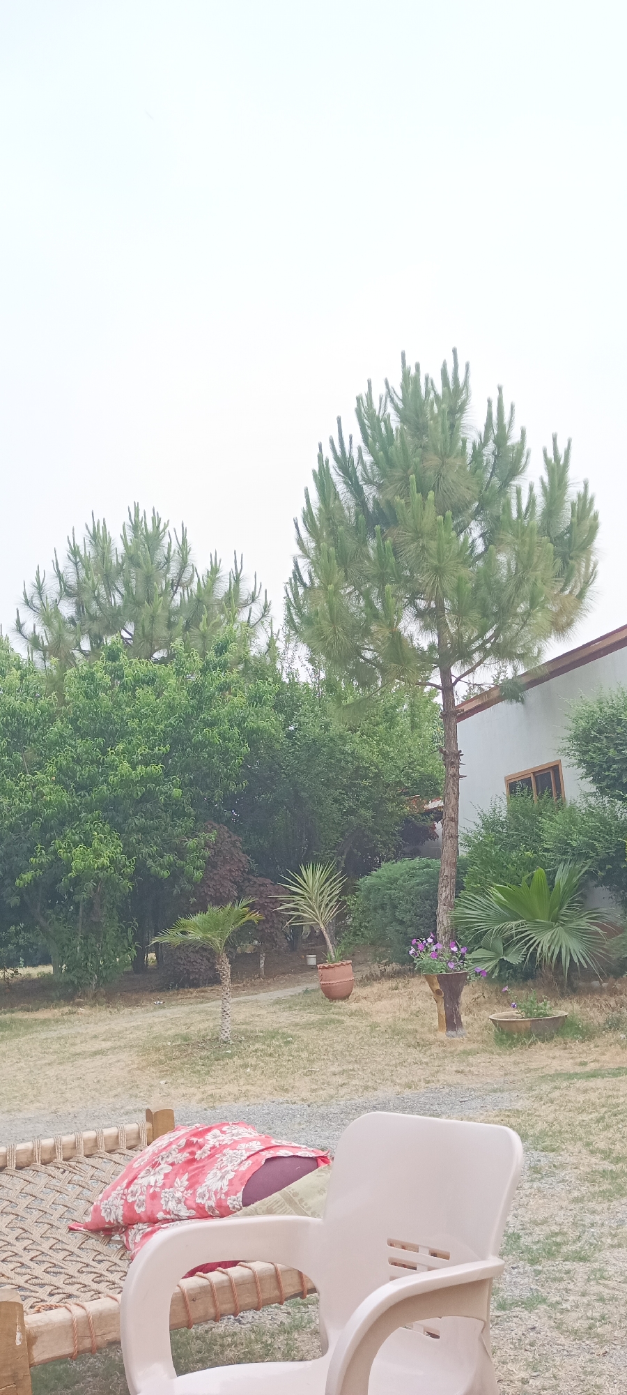 The image depicts a landscape in an unidentified city. Two pine trees, one larger than the other, stand in the background behind a variety of leafy green bushes and smaller plants, including a small palm tree. There's also a section of a light-colored building with a visible window. In the foreground, there is a wooden cot with a patterned red cloth on it, and a light-colored plastic chair. The ground is covered with dry grass and gravel. The sky is overcast and bright.