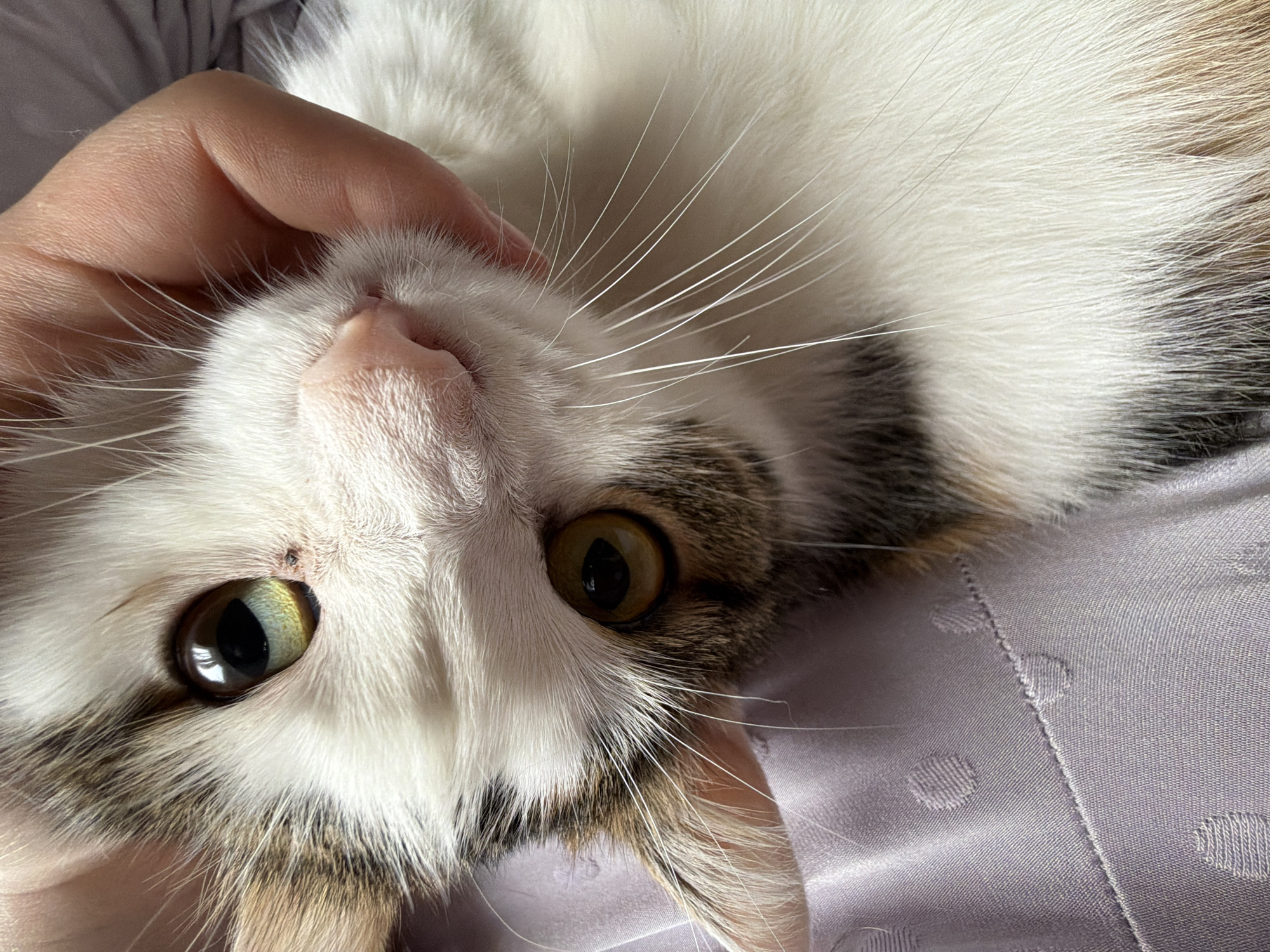 A close-up, low-angle shot features a calico cat lying on a pale purple, textured surface, possibly a blanket or clothing. A person's hand is gently touching the cat's face near its whiskers and chin. The cat's fur is predominantly white with patches of brown and black. Its eyes are open and alert, with visible pupils and irises that appear to be shades of green and yellow. The cat's nose is a light pink. The background is softly blurred, suggesting a shallow depth of field. The scene is indoors, and the lighting is soft and natural, highlighting the textures of the cat's fur and the fabric. The image is devoid of any specific indicators of location within the city of Колычёво, Russia.