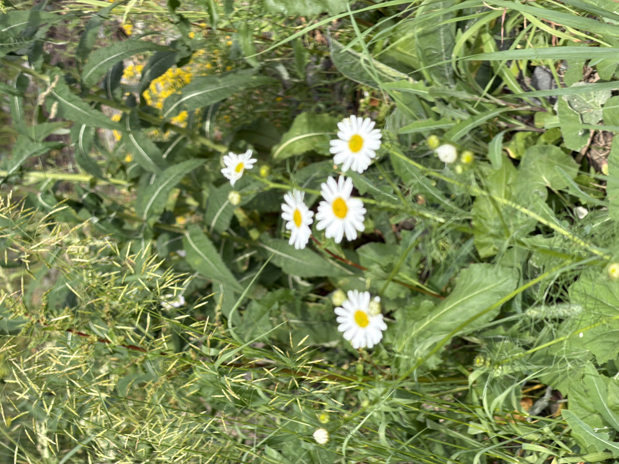 The image depicts a close-up, overhead view of a natural outdoor setting in Manzherok, Russia. The scene is dominated by lush green foliage, including tall grasses and broader leaves, interspersed with several white daisy-like flowers, each featuring a yellow center. Some of these flowers are fully open, while others appear to be budding or partially obscured by the surrounding vegetation. The grass in the foreground is particularly dense and appears to be in the process of seeding, with many thin, spiky structures visible. In the background, patches of yellow wildflowers and darker, blurred green vegetation can be seen. The lighting suggests it could be daytime, possibly late morning or afternoon, given the even illumination across the scene. There are no people or man-made objects visible. The overall impression is one of a wild, natural environment, likely a meadow or the edge of a field. The image is devoid of any visible text.