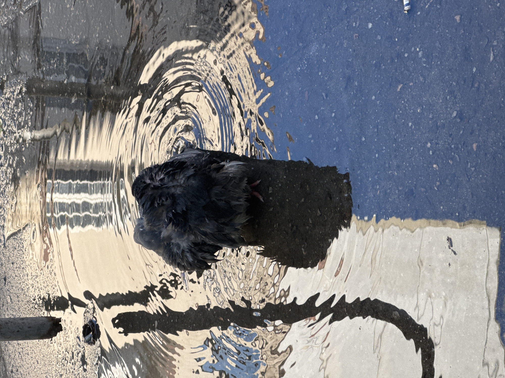 A pigeon is standing in a puddle on an asphalt surface. The pigeon is dark-colored and appears wet, with its feathers fluffed up. Concentric ripples emanate from the pigeon in the water, indicating movement. Reflections of a building with vertical window panes and a pole are visible in the puddle. The ground is wet and reflective, with scattered debris. The image does not provide enough information to determine a specific location within Niterói, Brazil.