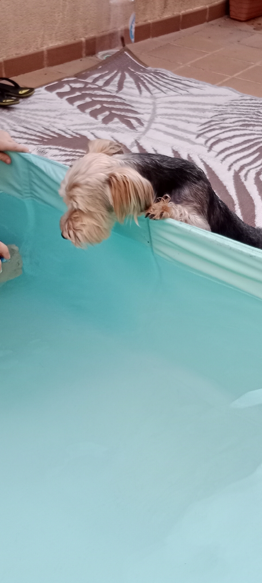 In Galapagar, Spain, a Yorkshire Terrier dog leans over the edge of a turquoise inflatable pool. The dog's head and front paws are visible, with its fur appearing light brown and blonde. The dog's body is mostly black and tan. The pool is filled with clear, turquoise water. In the background, a patterned rug with leaf motifs is laid out on a tiled patio. A person's hand is visible on the left side of the image, near the edge of the pool, possibly interacting with the dog or the pool. The scene suggests an outdoor setting, likely a backyard or patio area.