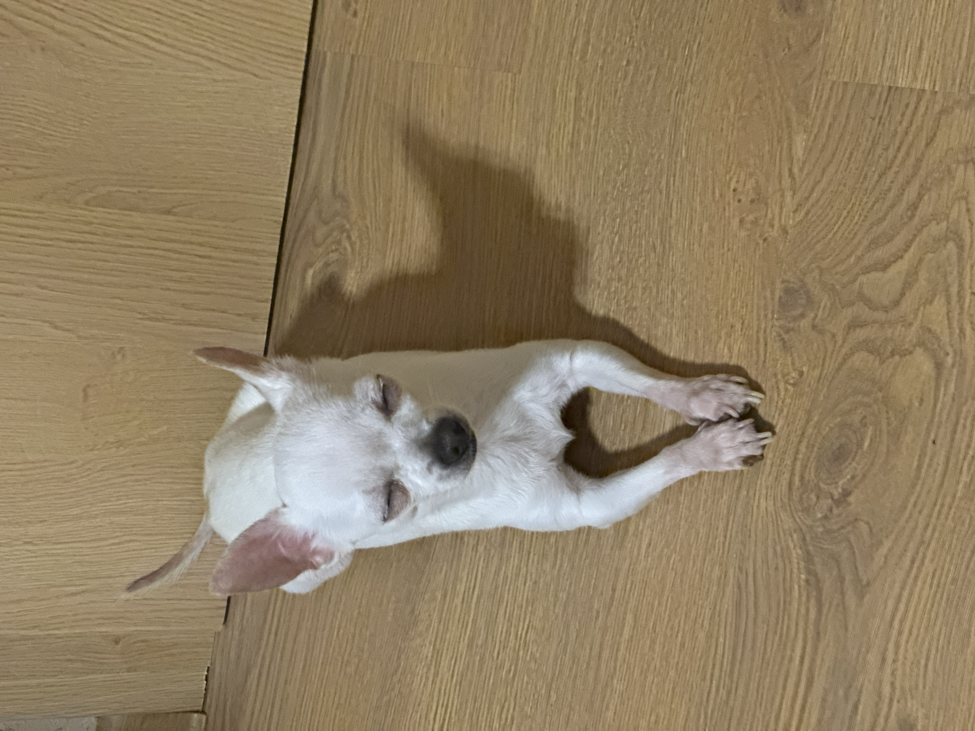 A small, white chihuahua is lying on a wooden floor. The dog is positioned in the center of the frame, with its body stretched out. Its eyes are closed, suggesting it is asleep or resting. The dog's front paws are crossed. The wooden floor is light brown with wood grain. The location in the city of Chubra, Bulgaria is not discernible from the image.