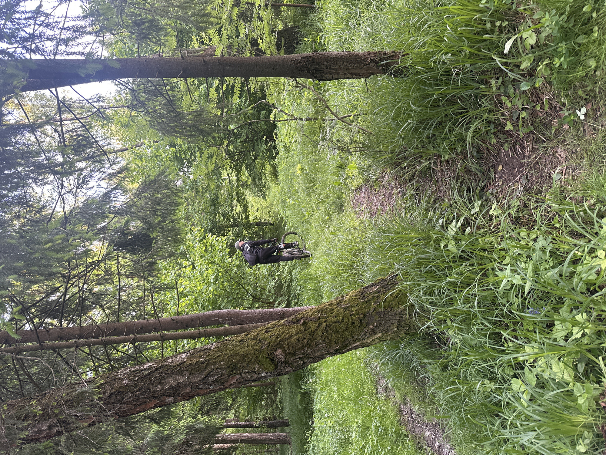 The image depicts a dirt trail in a wooded area. A person on a bicycle is visible further down the path. The foreground is dominated by tall grass and two large trees flanking the trail. The trees have bark and some moss is visible on one of the trees. Based on the information in the prompt, the location is Fryazino, Russia.