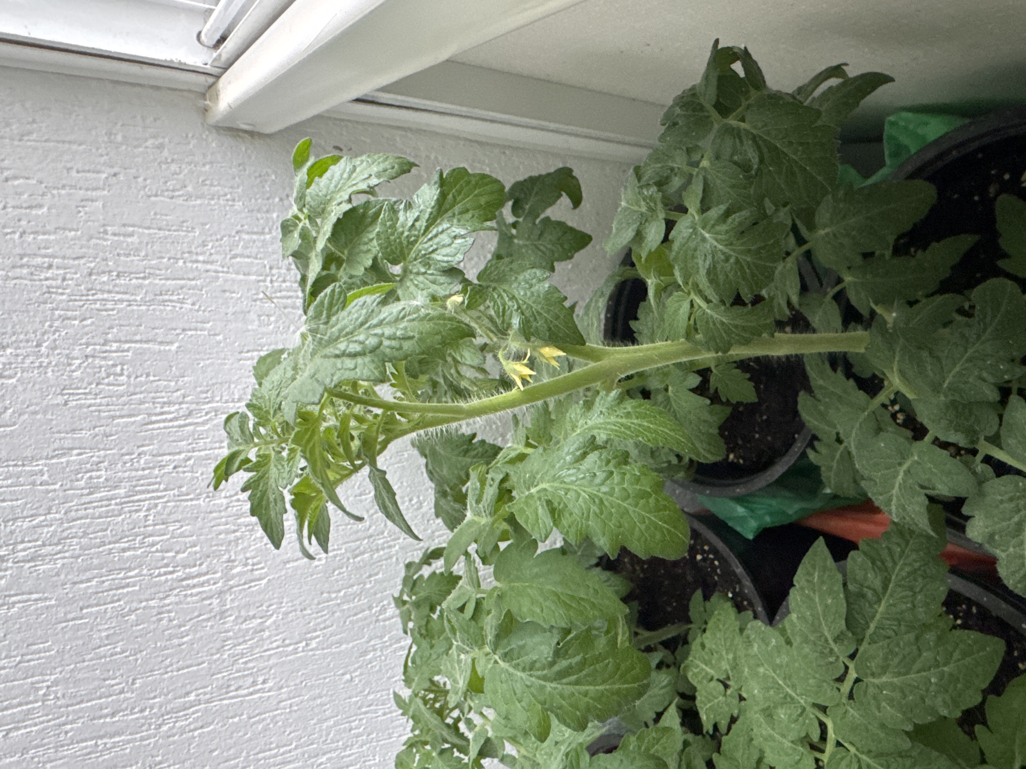 The image shows several tomato plants in black plastic pots, possibly on a balcony or windowsill. The plants have green leaves and some small yellow flowers. The background includes a white wall with a textured surface and a white window frame. The image was taken in a bright, indoor or semi-indoor setting. Location given is Новинки, Russia. No people are visible.