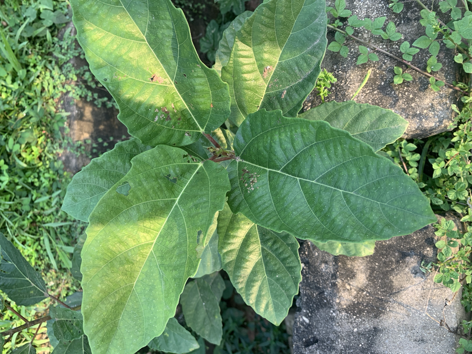 A close-up, overhead view captures a cluster of large, green leaves from a plant in Iju, Nigeria. The leaves are broadly ovate with serrated edges and prominent venation. Some leaves exhibit minor damage, such as small holes and brown spots. Sunlight casts dappled shadows across the foliage, highlighting a glossy sheen on the leaf surfaces. The plant emerges from a bed of lush green vegetation, with a rough, concrete surface visible in the foreground, possibly a wall or paving. The environment appears to be an outdoor setting with natural light. No people or animals are present in the frame.